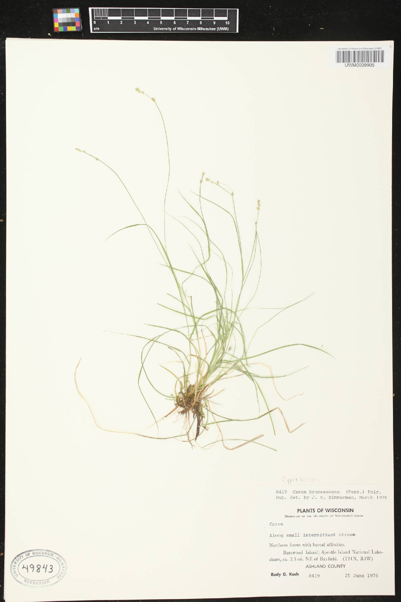 Carex brunnescens subsp. sphaerostachya image