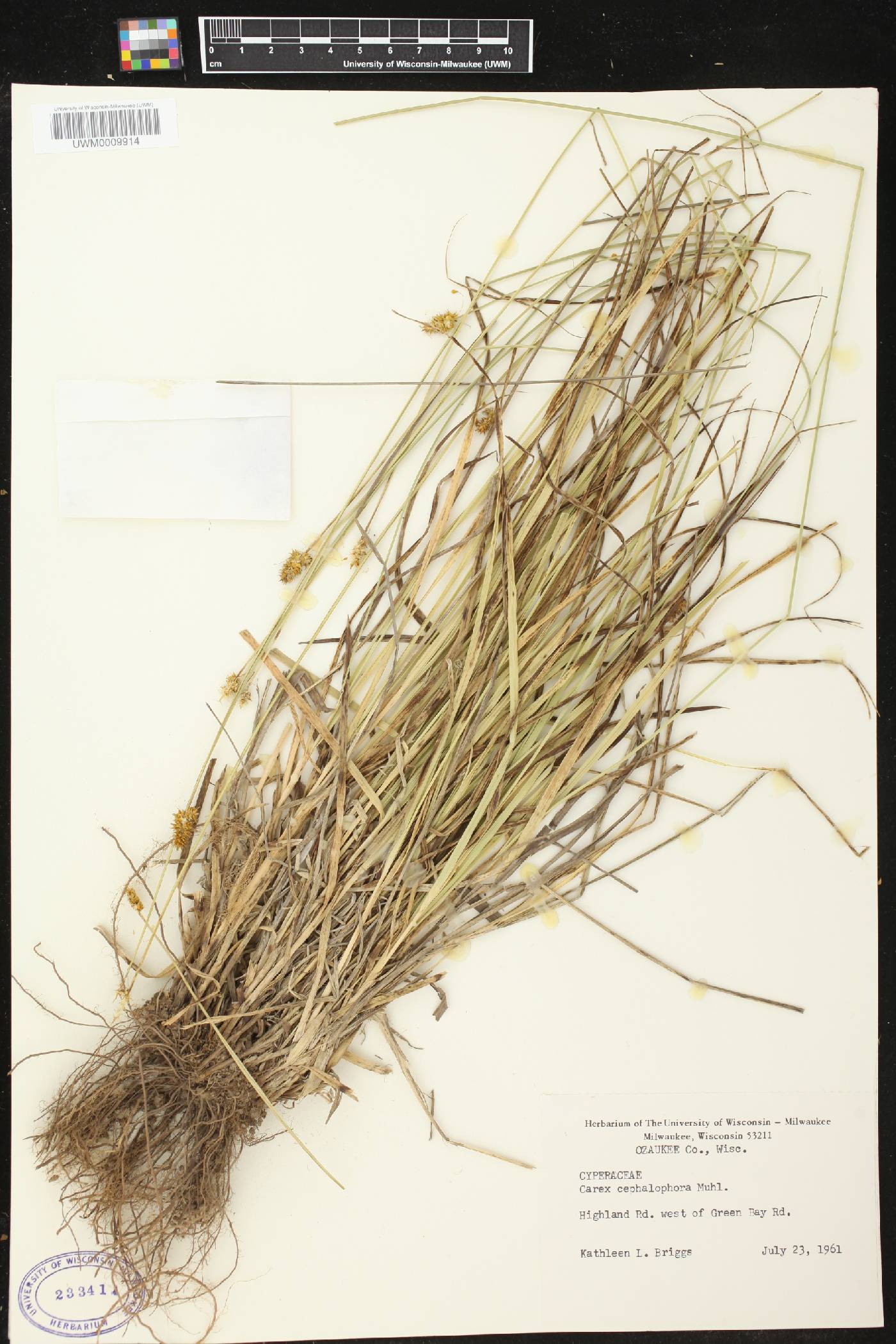 Carex cephalophora image