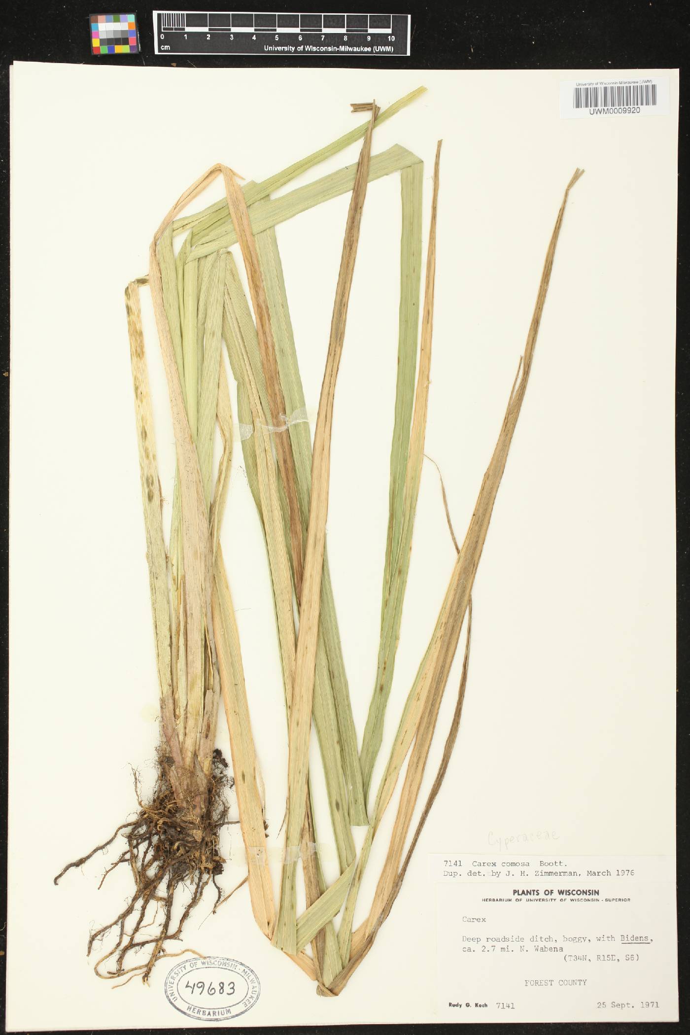 Carex comosa image