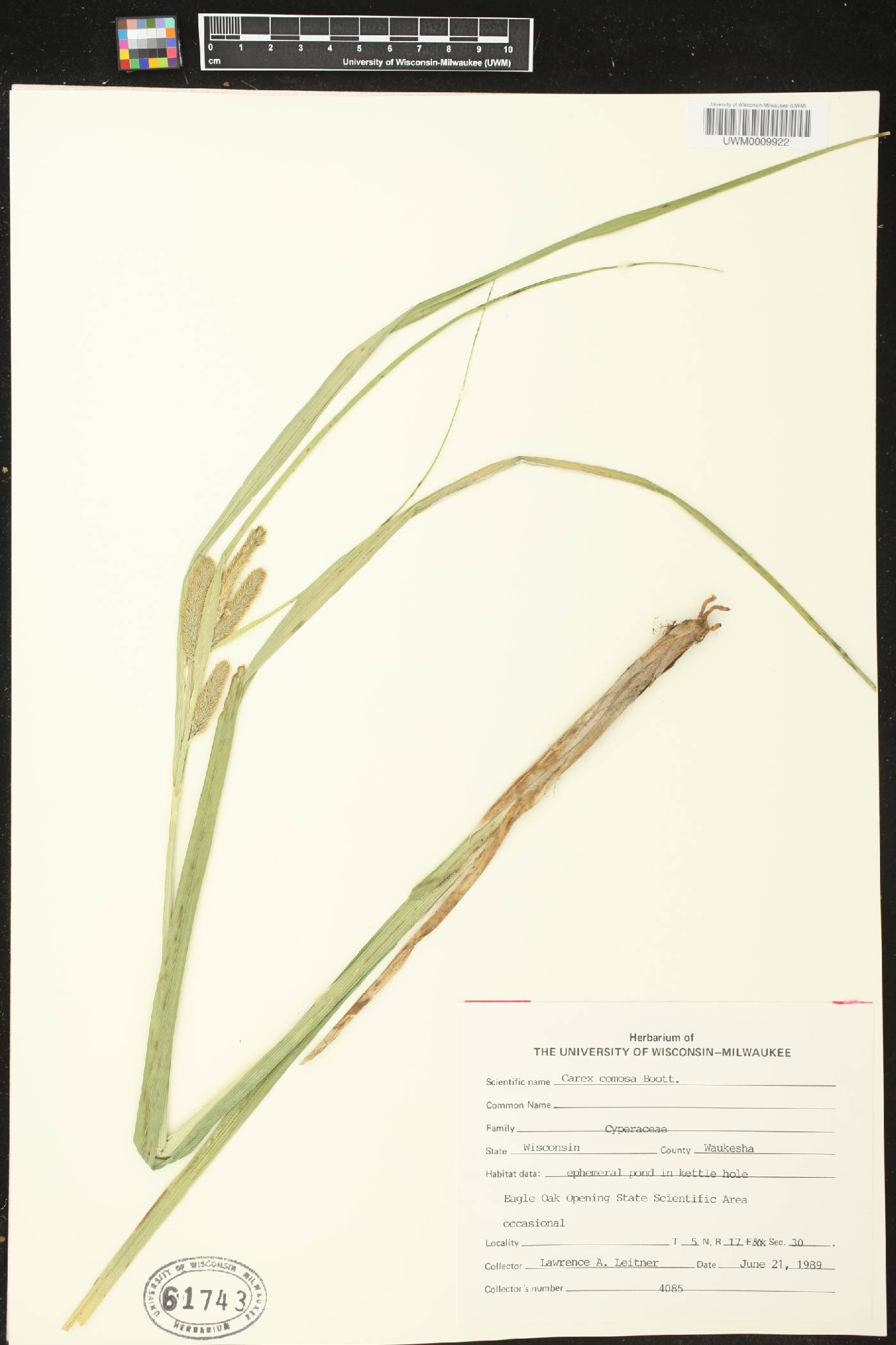 Carex comosa image
