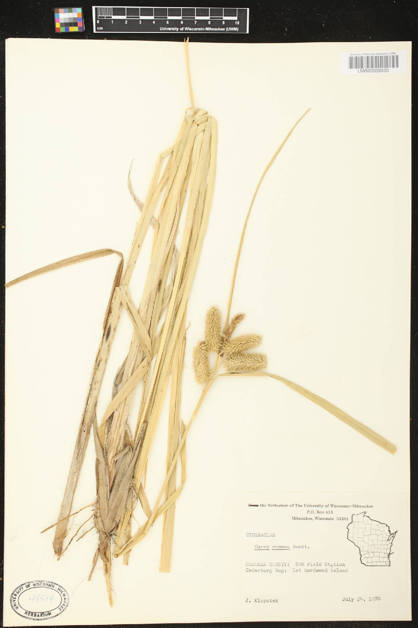 Carex comosa image