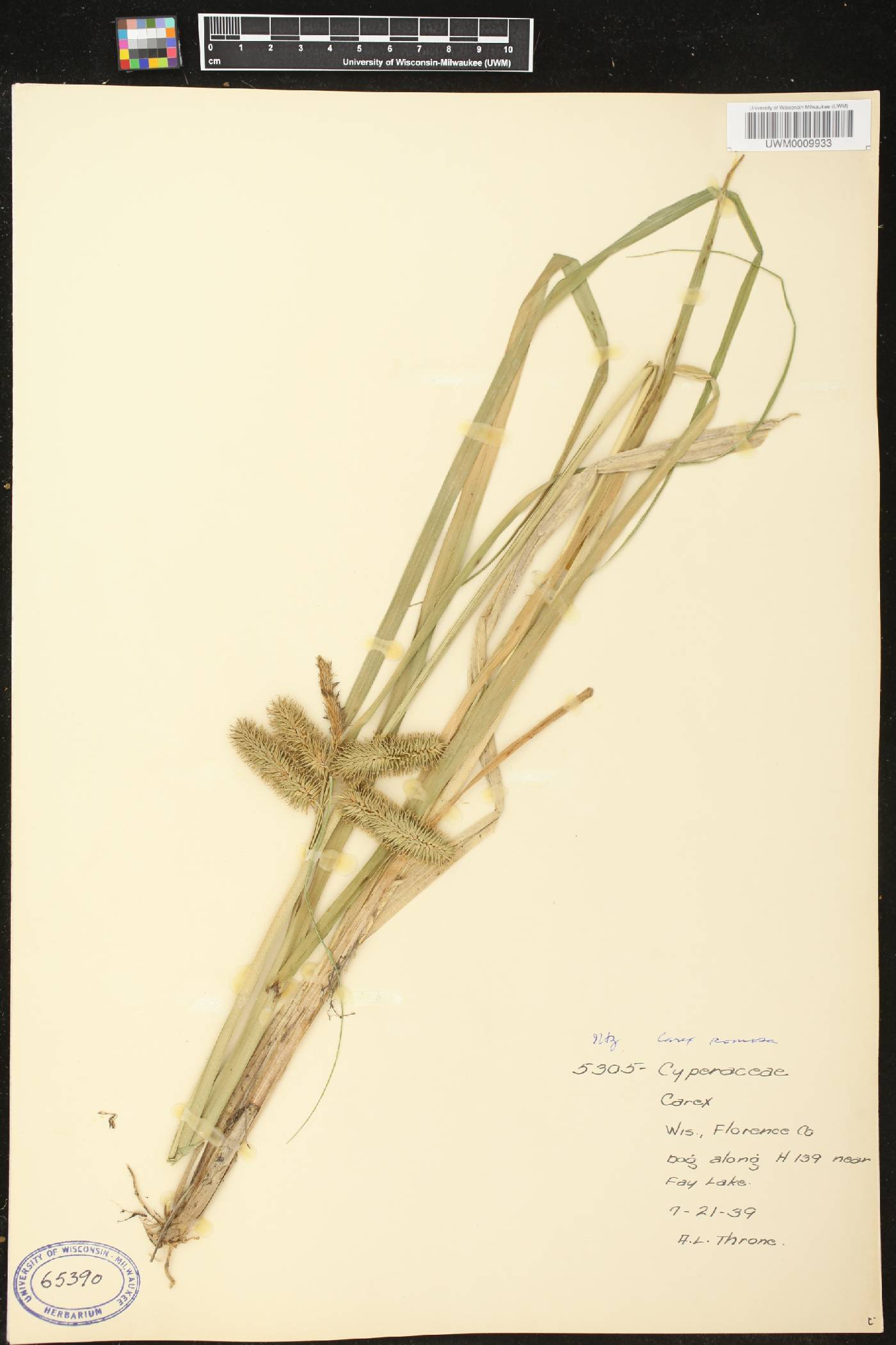 Carex comosa image