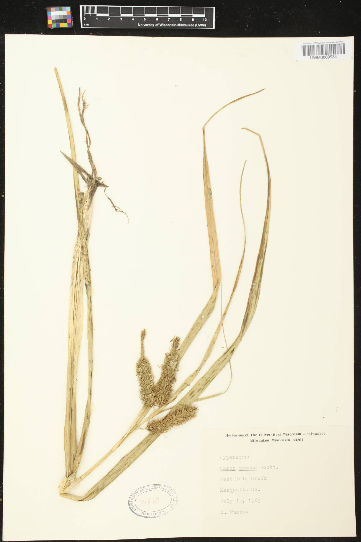 Carex comosa image