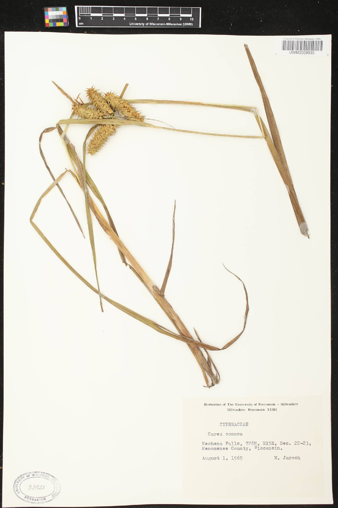 Carex comosa image