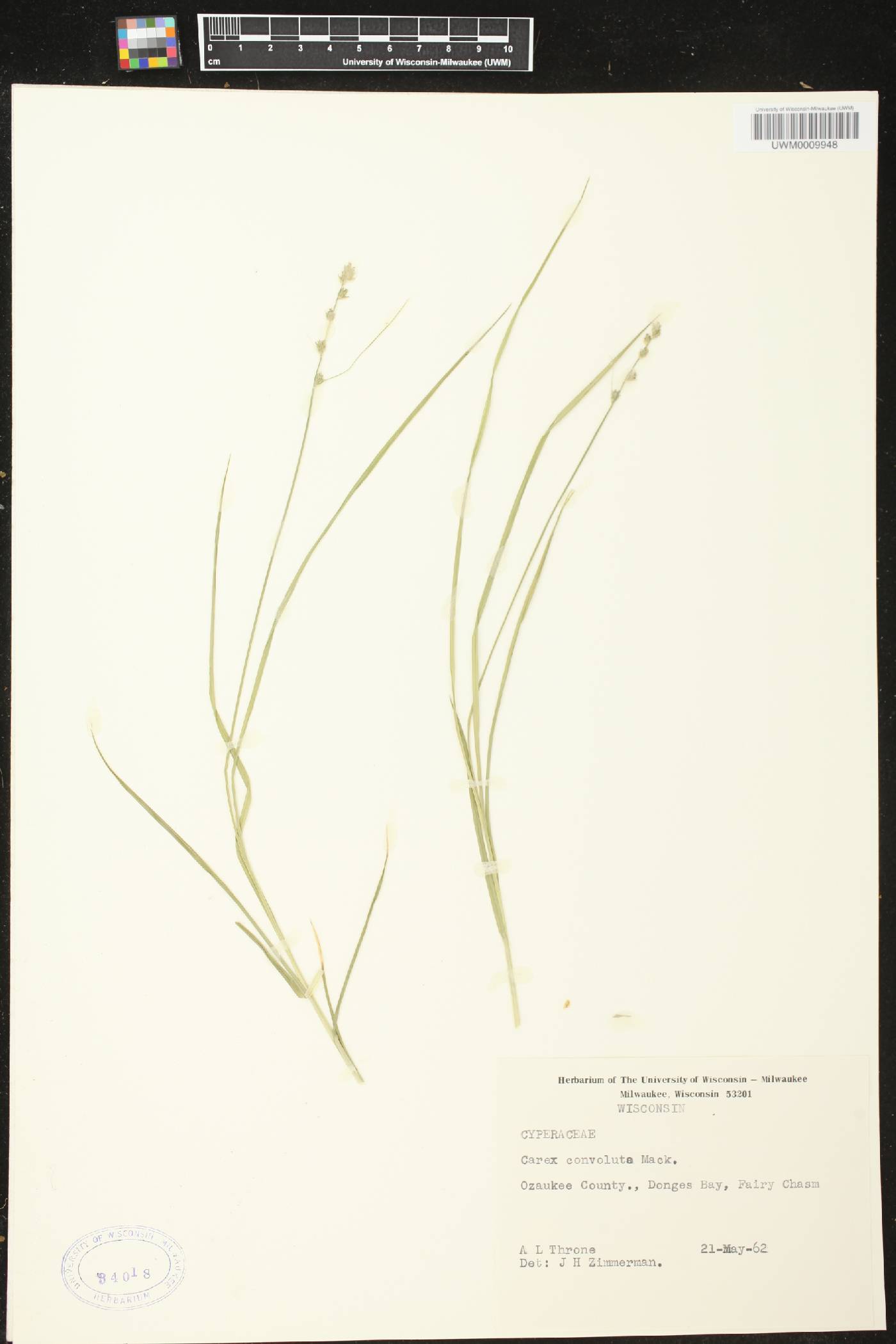 Carex rosea image