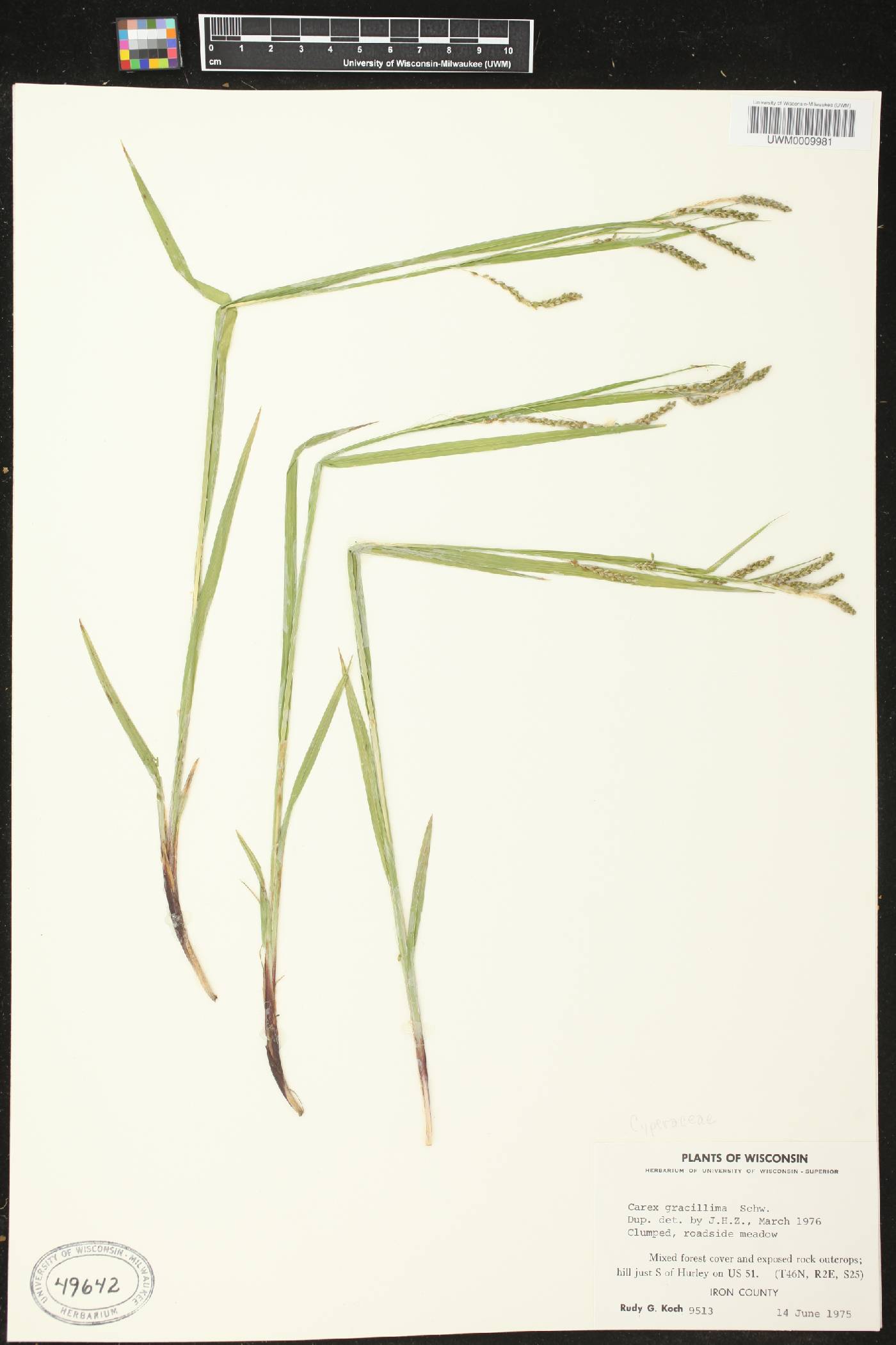 Carex gracillima image