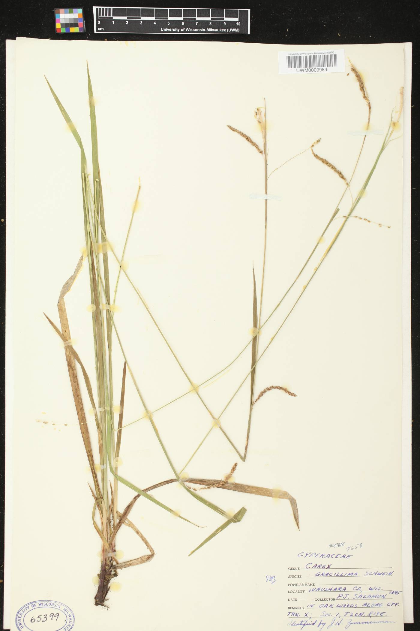 Carex gracillima image