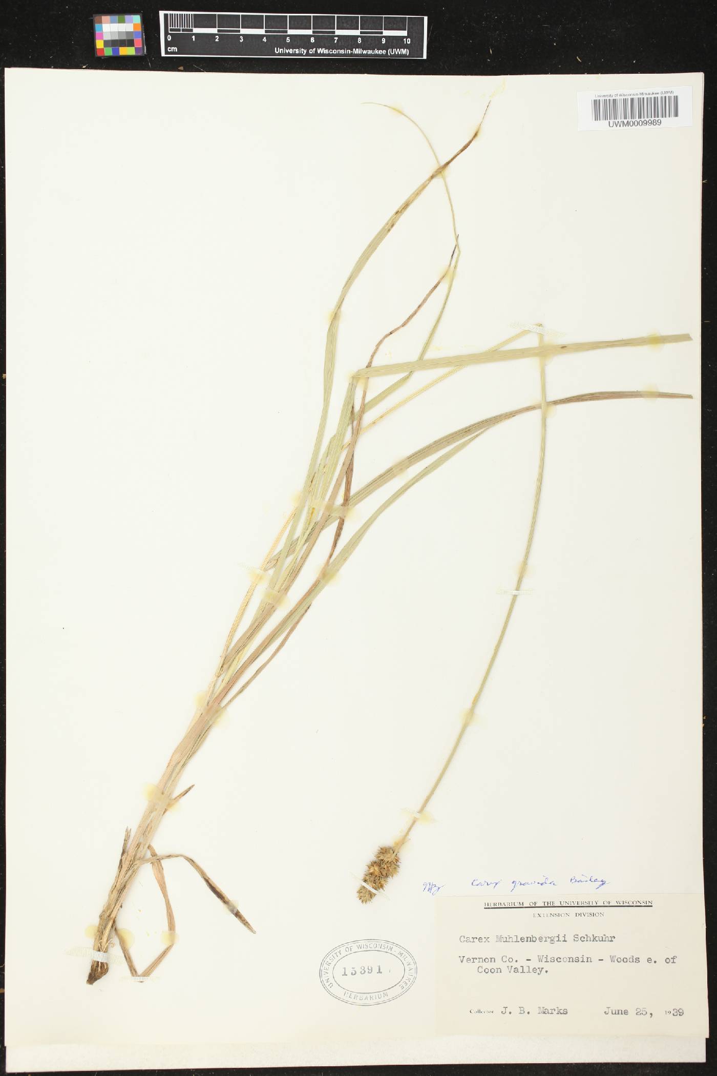 Carex gravida image
