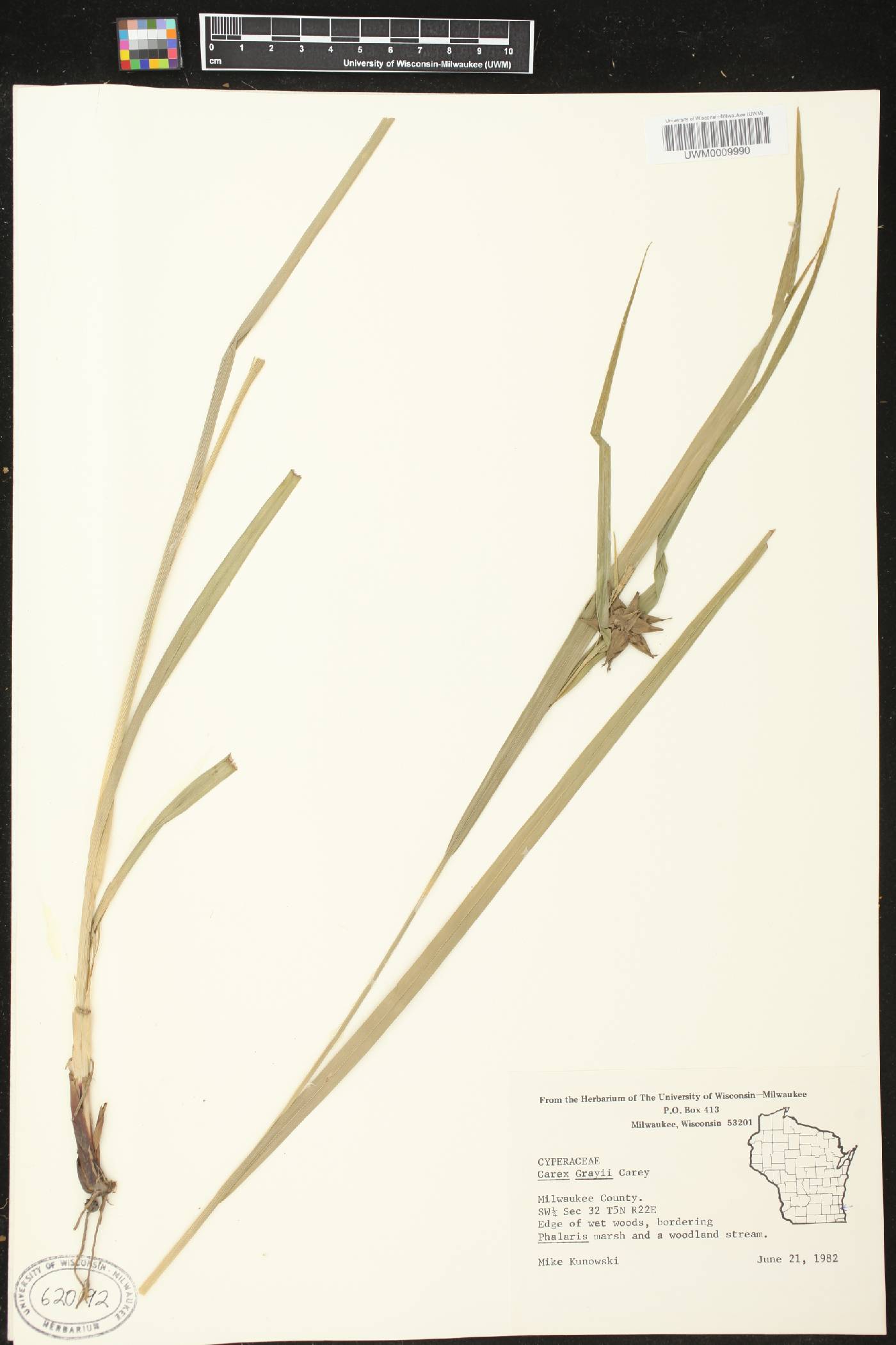 Carex grayi image