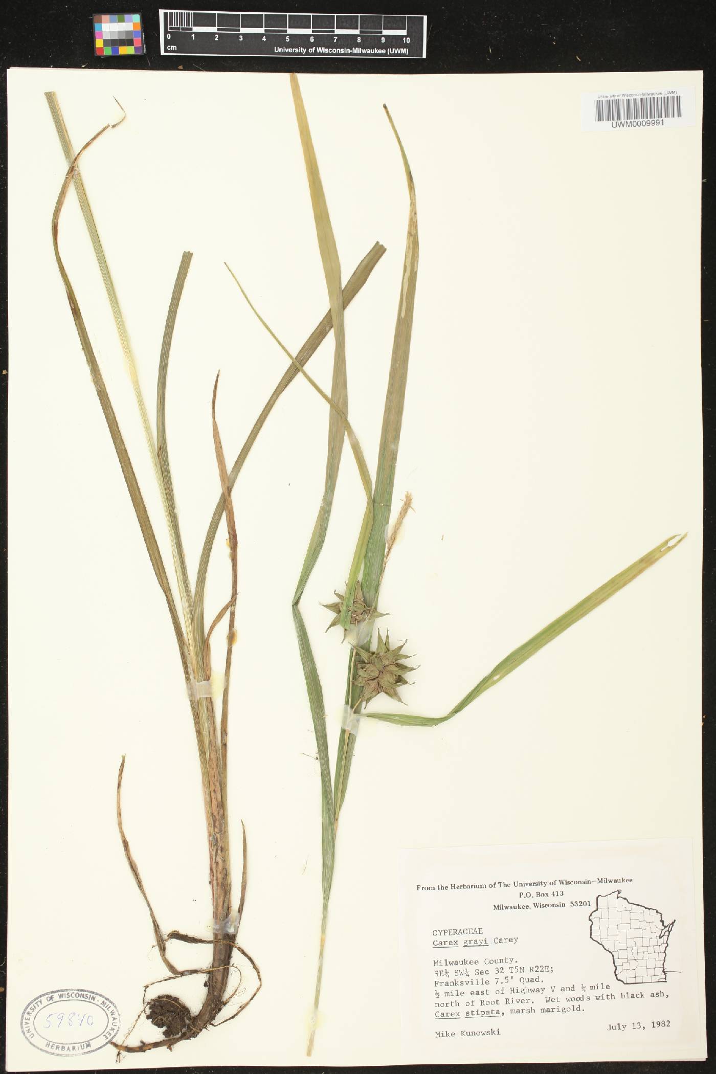 Carex grayi image