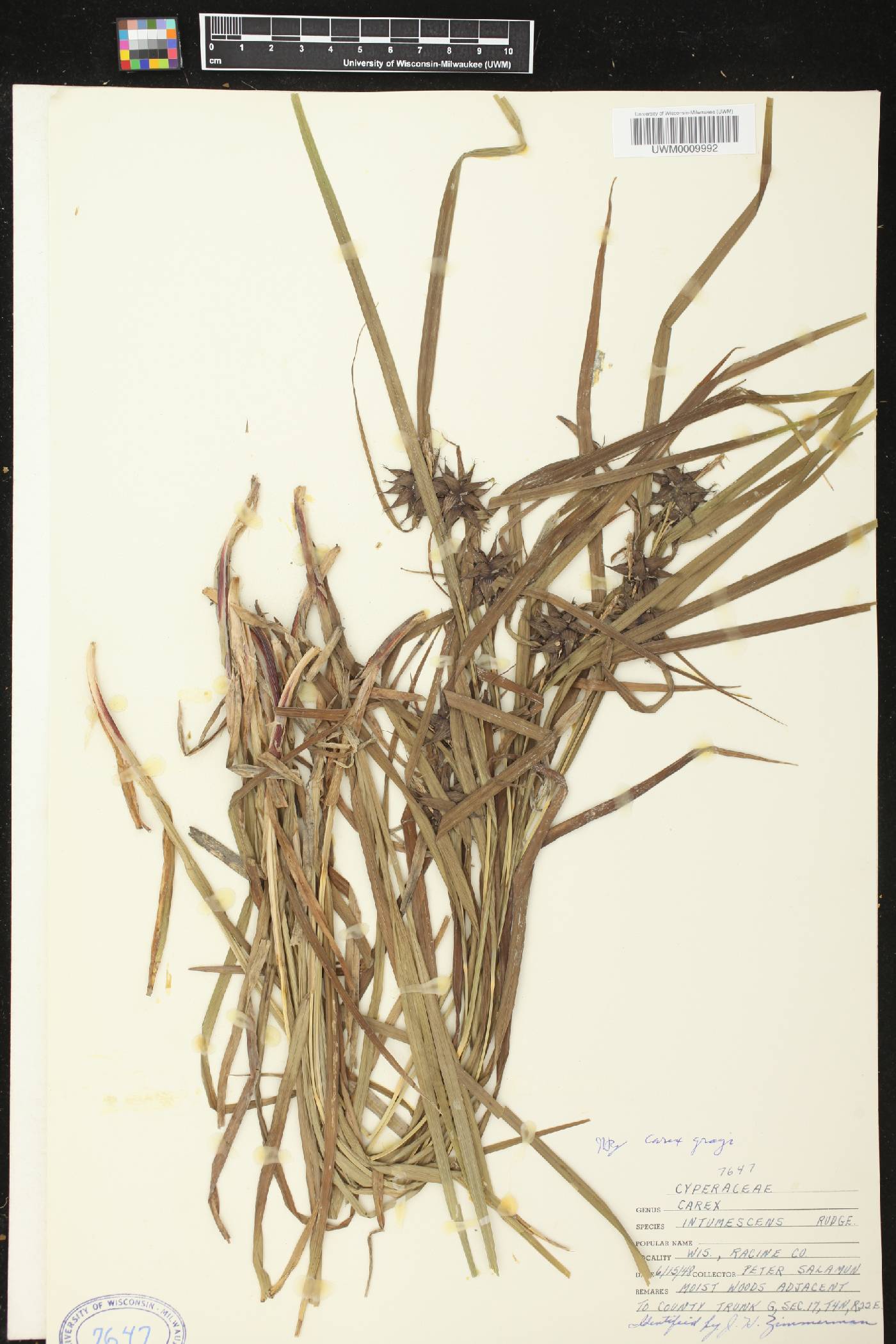 Carex grayi image