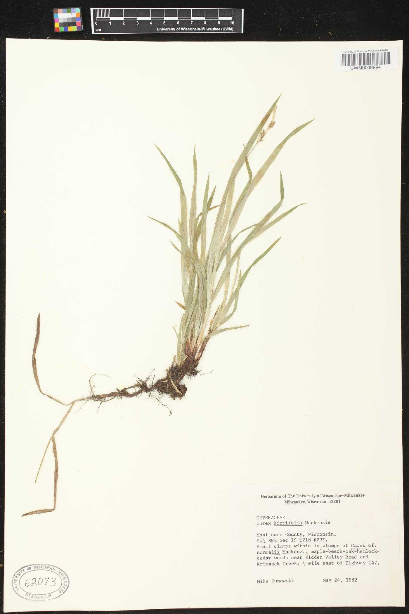 Carex hirtifolia image
