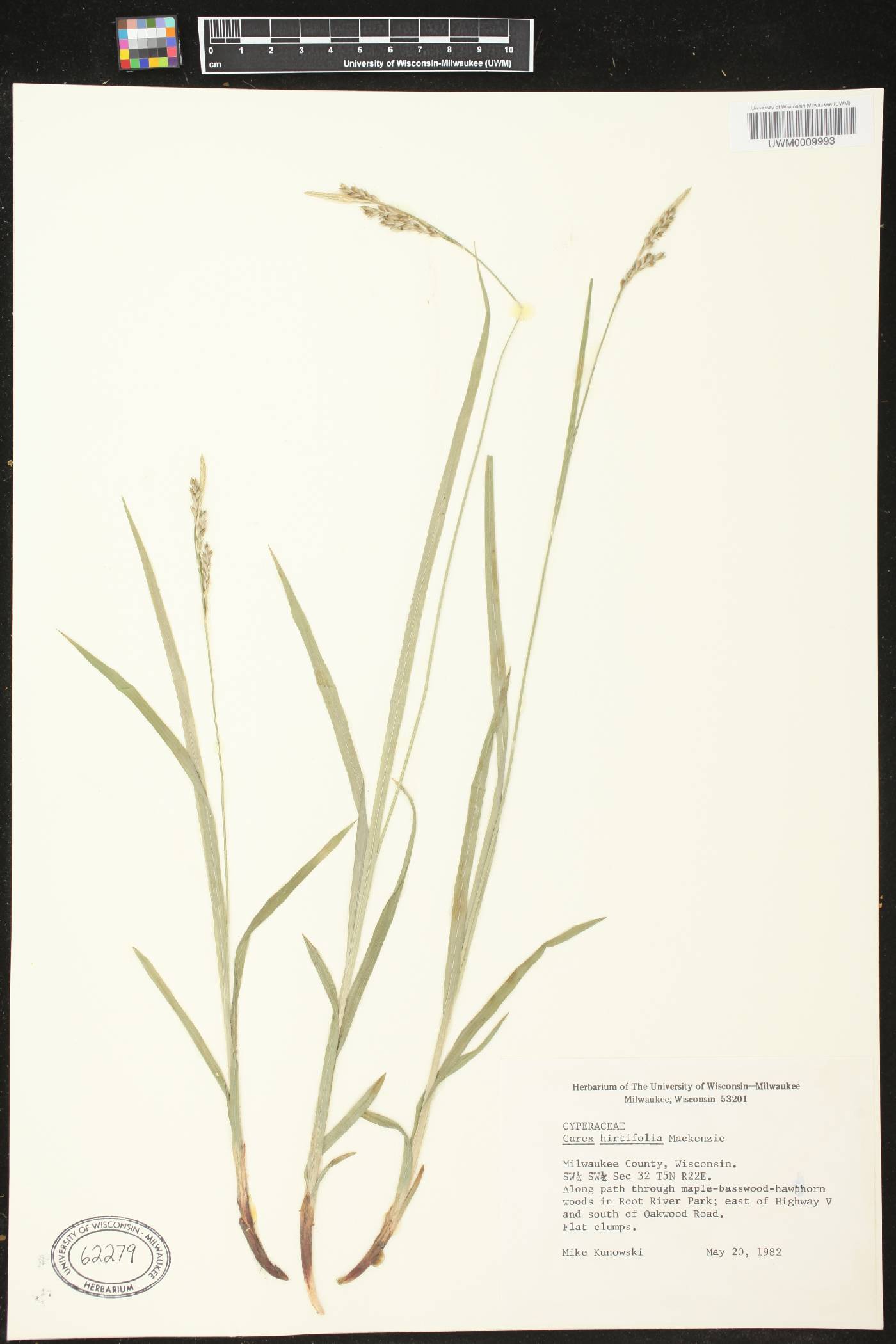 Carex hirtifolia image