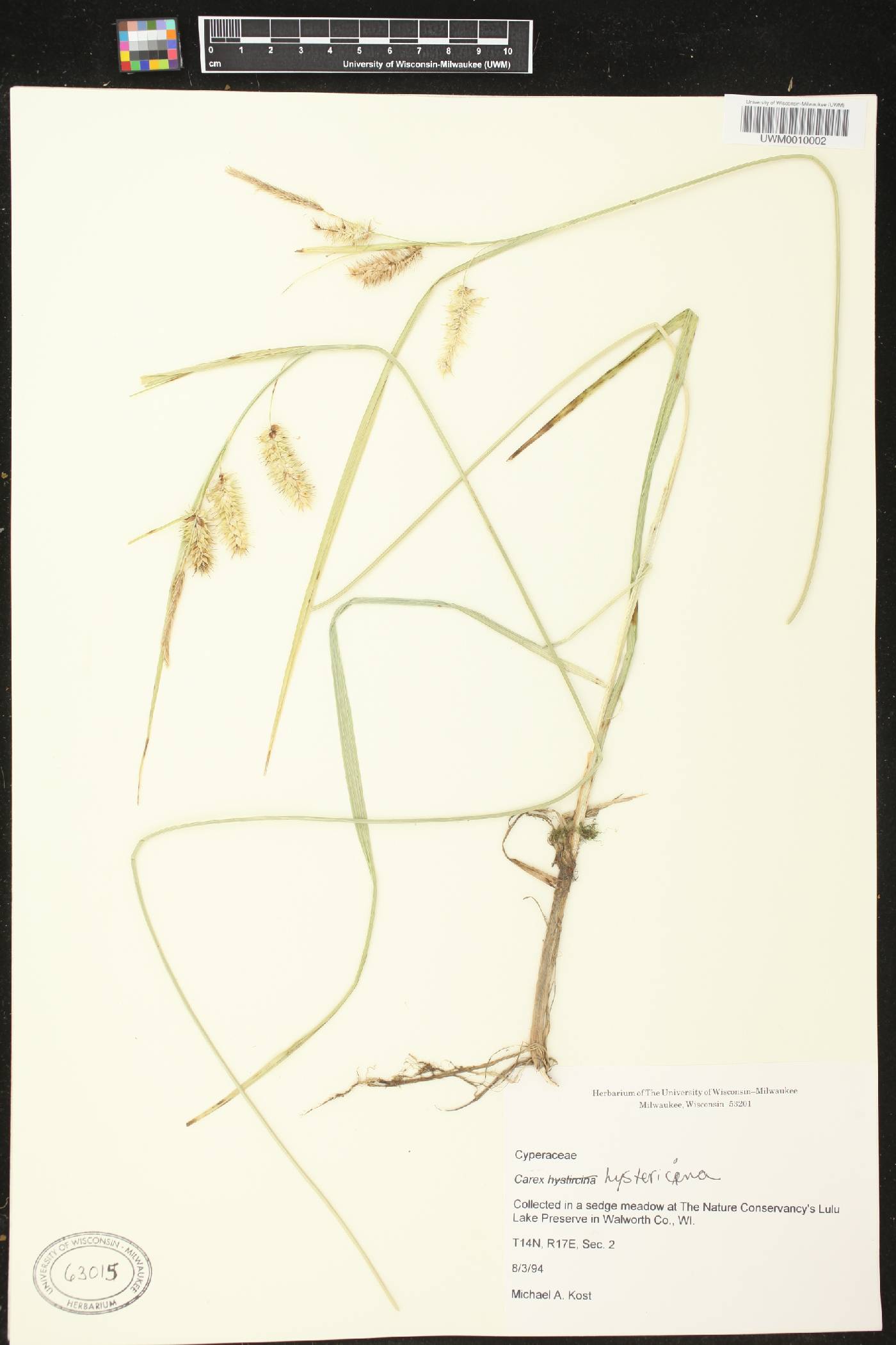 Carex hystericina image