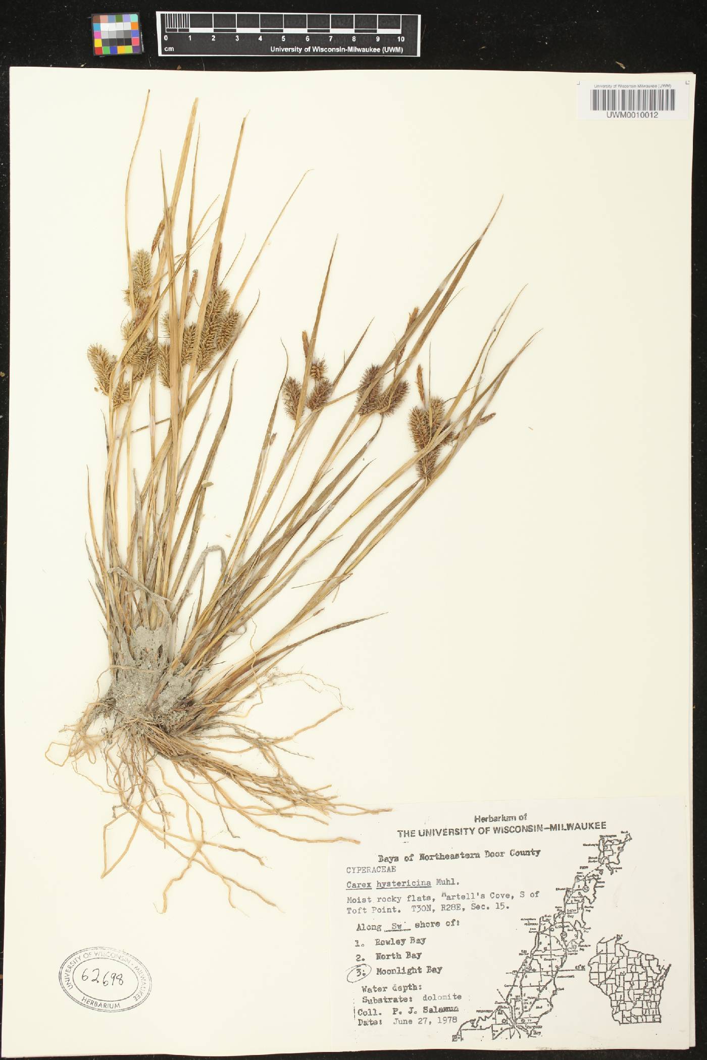 Carex hystericina image