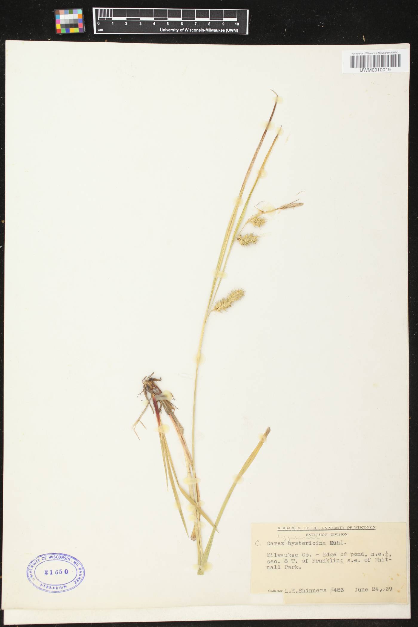 Carex hystericina image