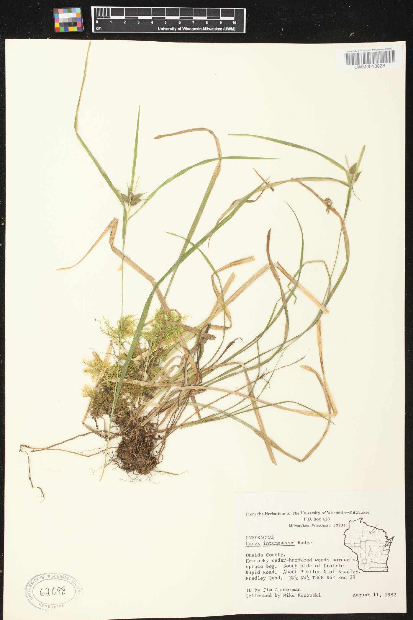 Carex intumescens image