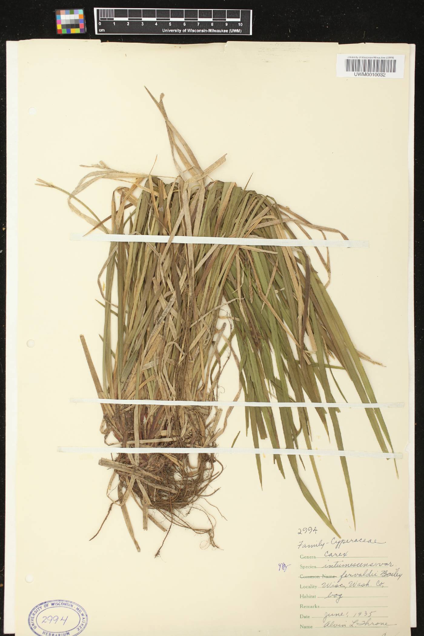 Carex intumescens image