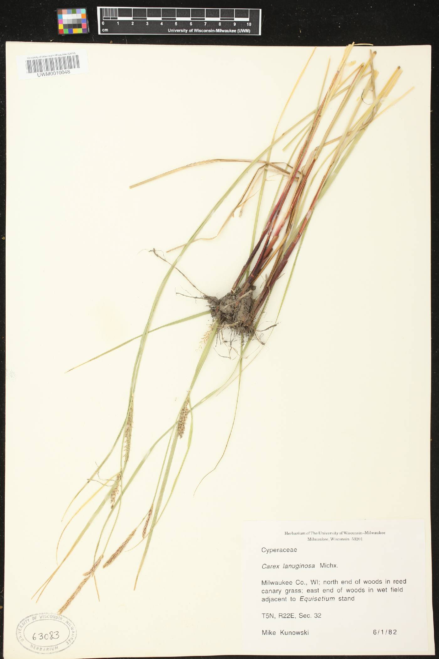 Carex pellita image