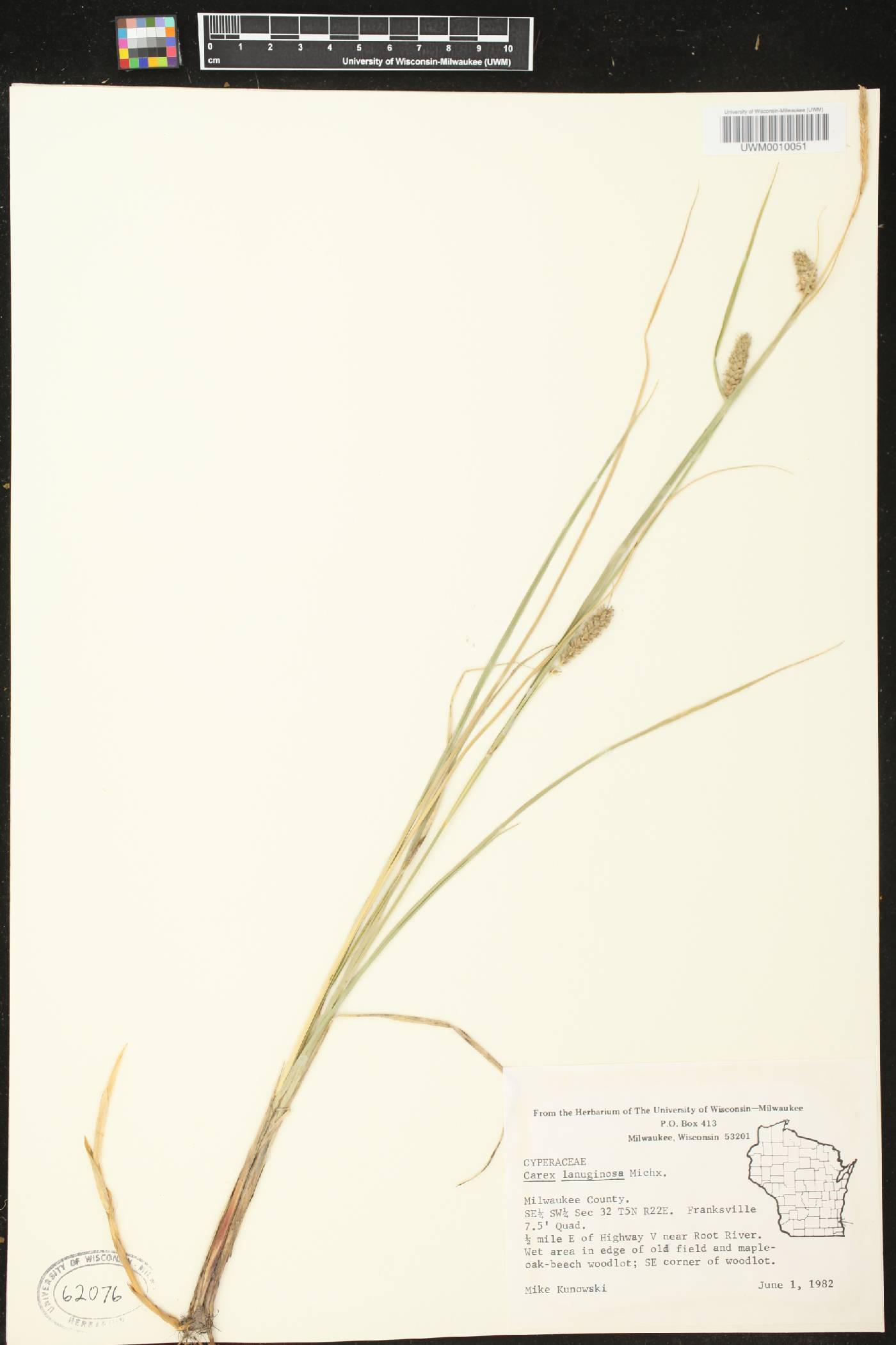 Carex pellita image