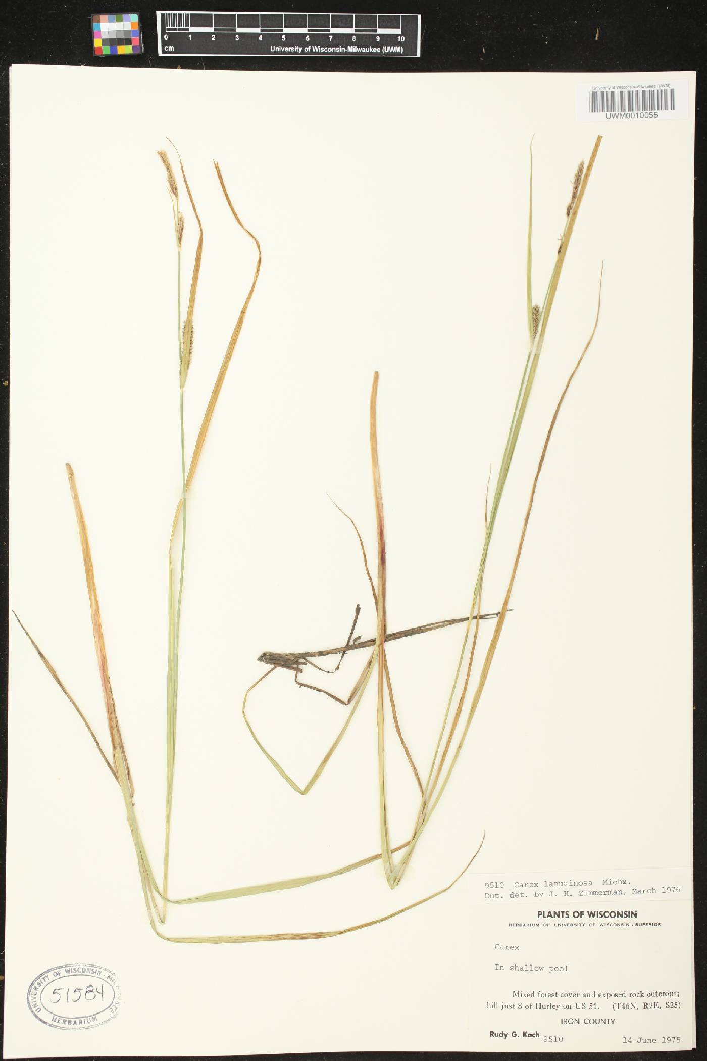 Carex pellita image