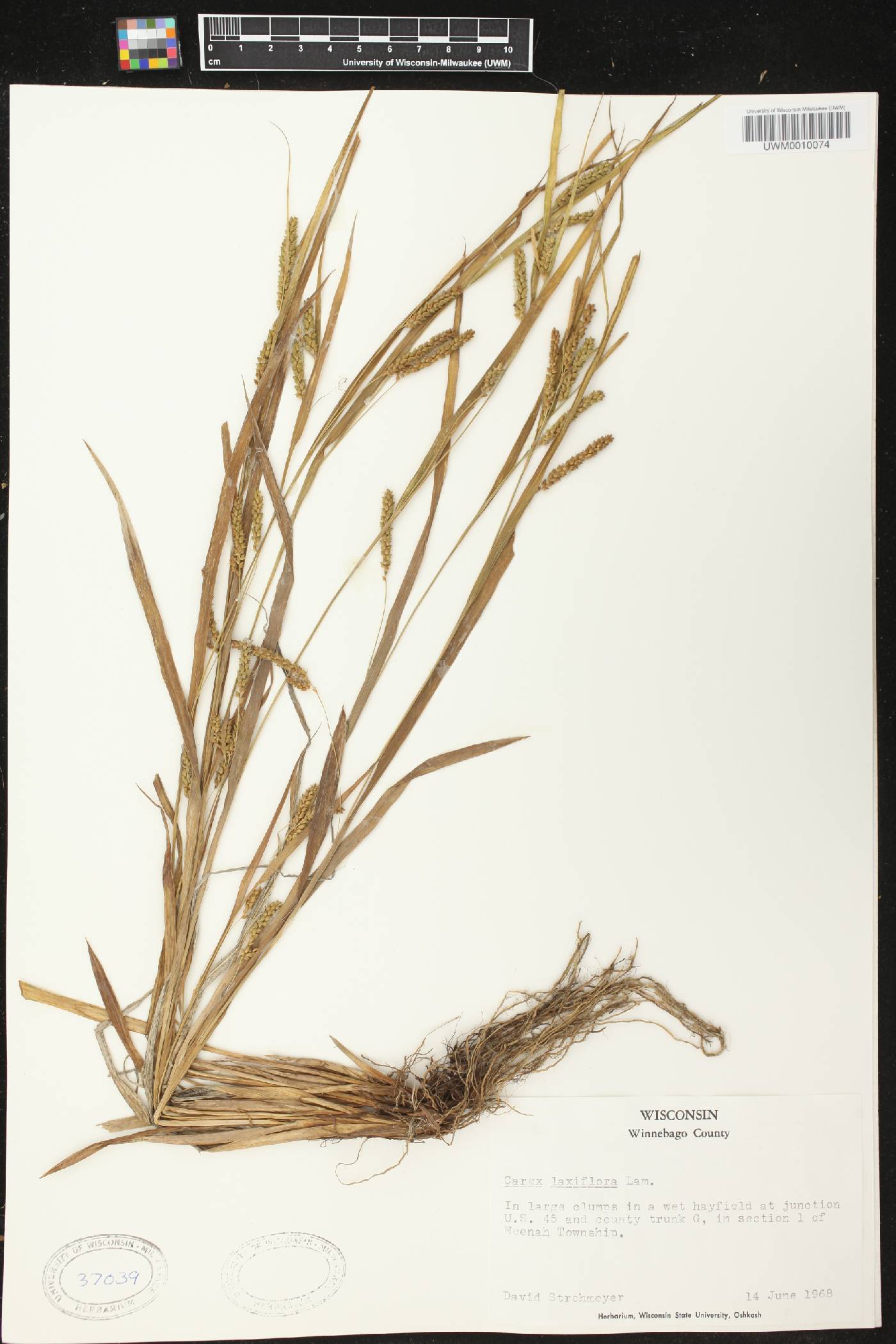 Carex laxiflora image