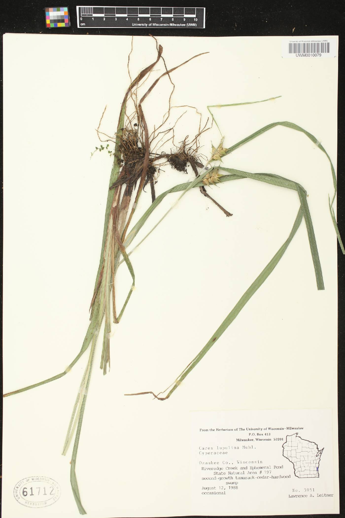 Carex lupulina image