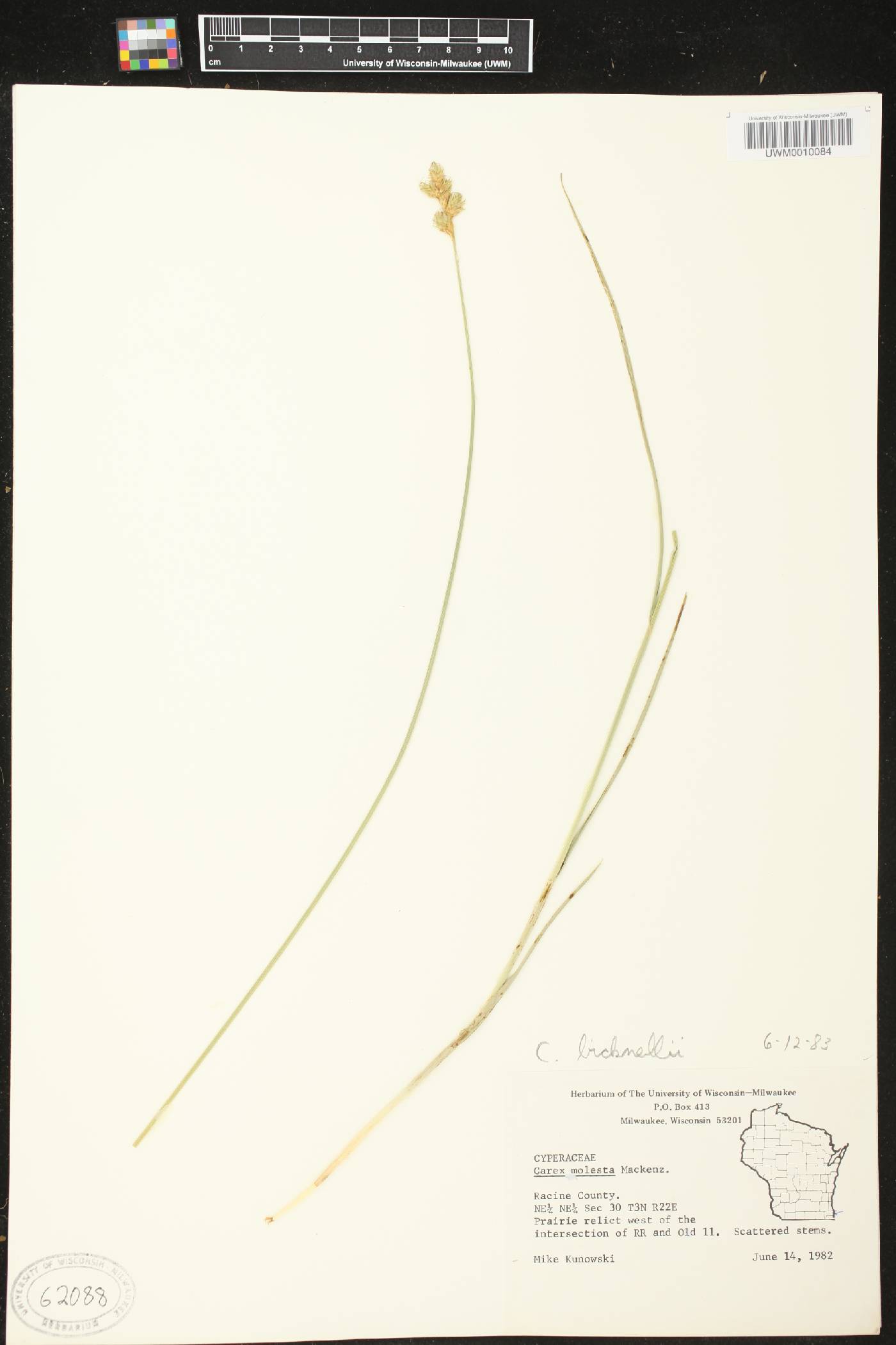 Carex molesta image