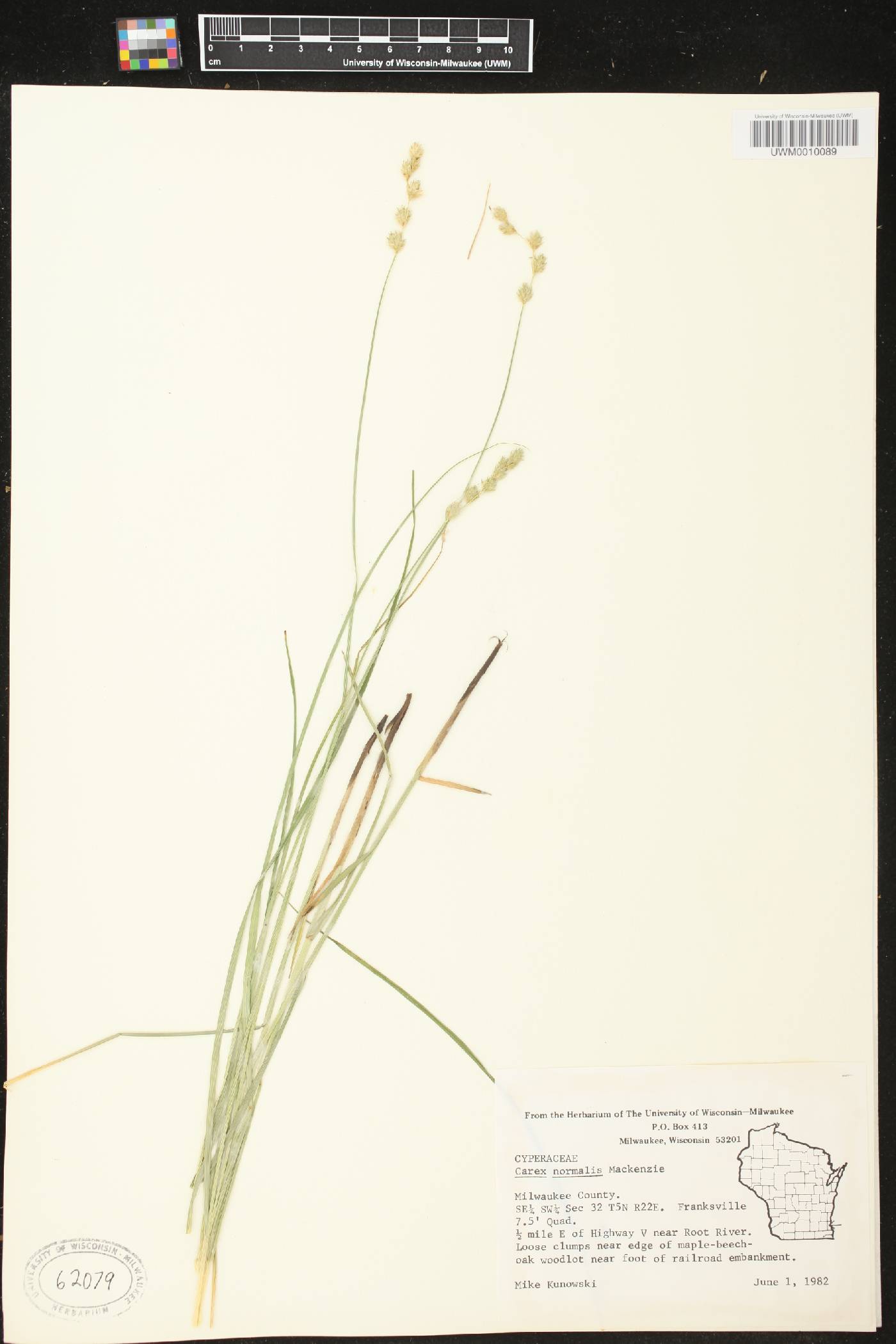Carex normalis image
