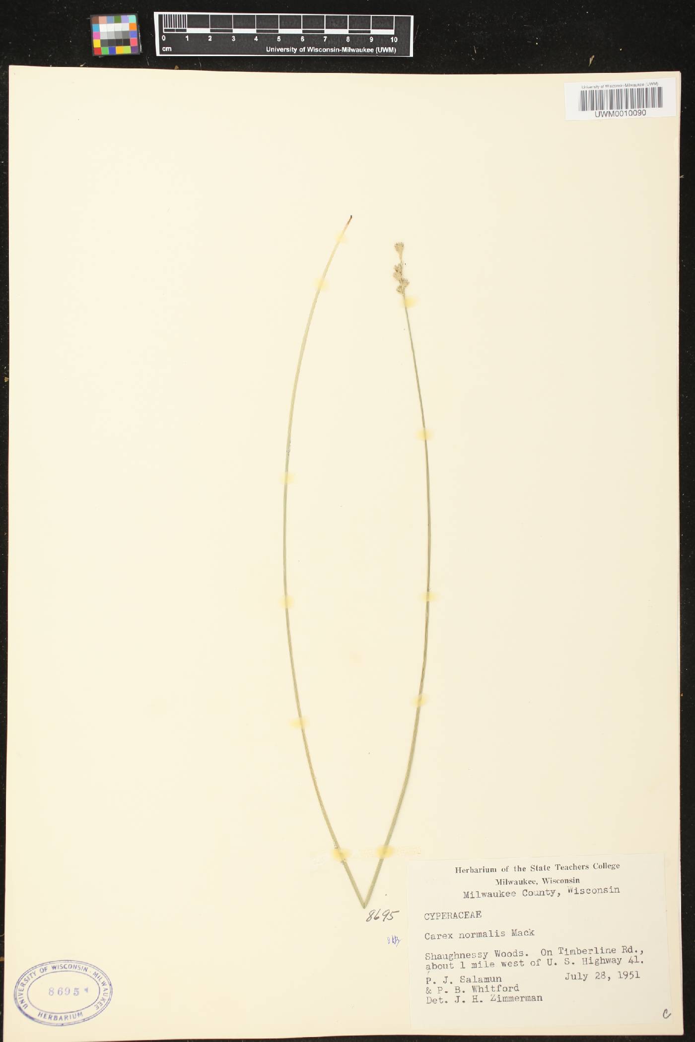 Carex normalis image