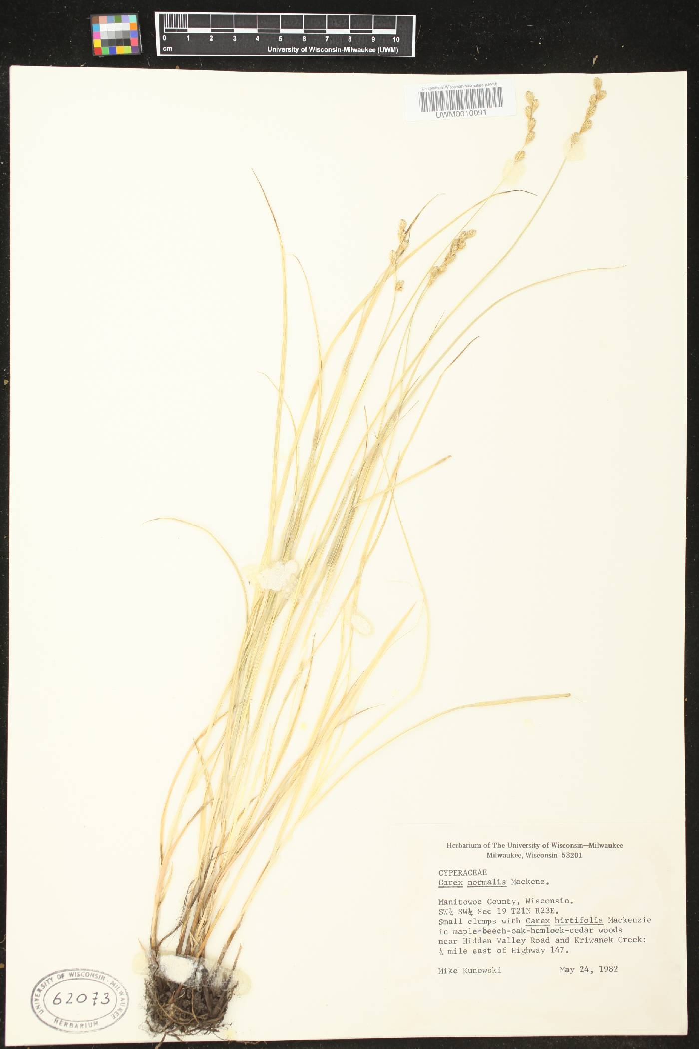 Carex normalis image