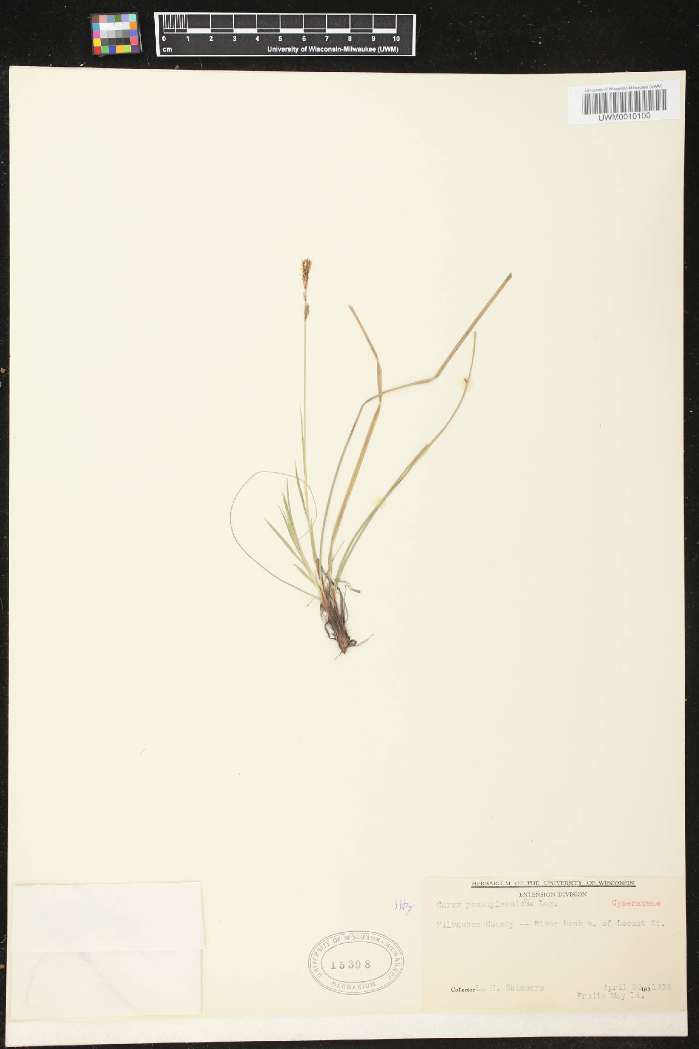 Carex pensylvanica image