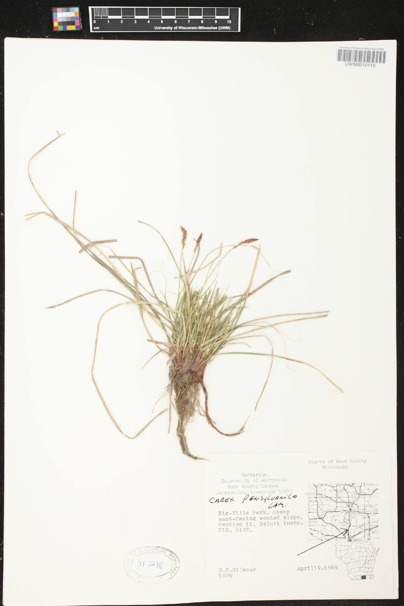Carex pensylvanica image