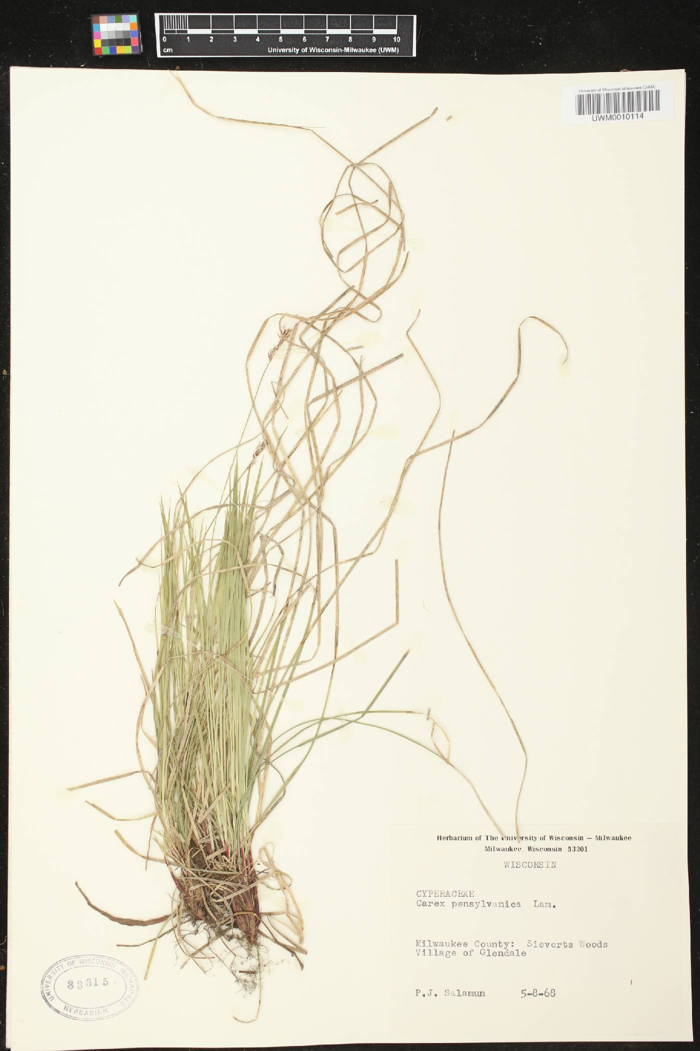 Carex pensylvanica image