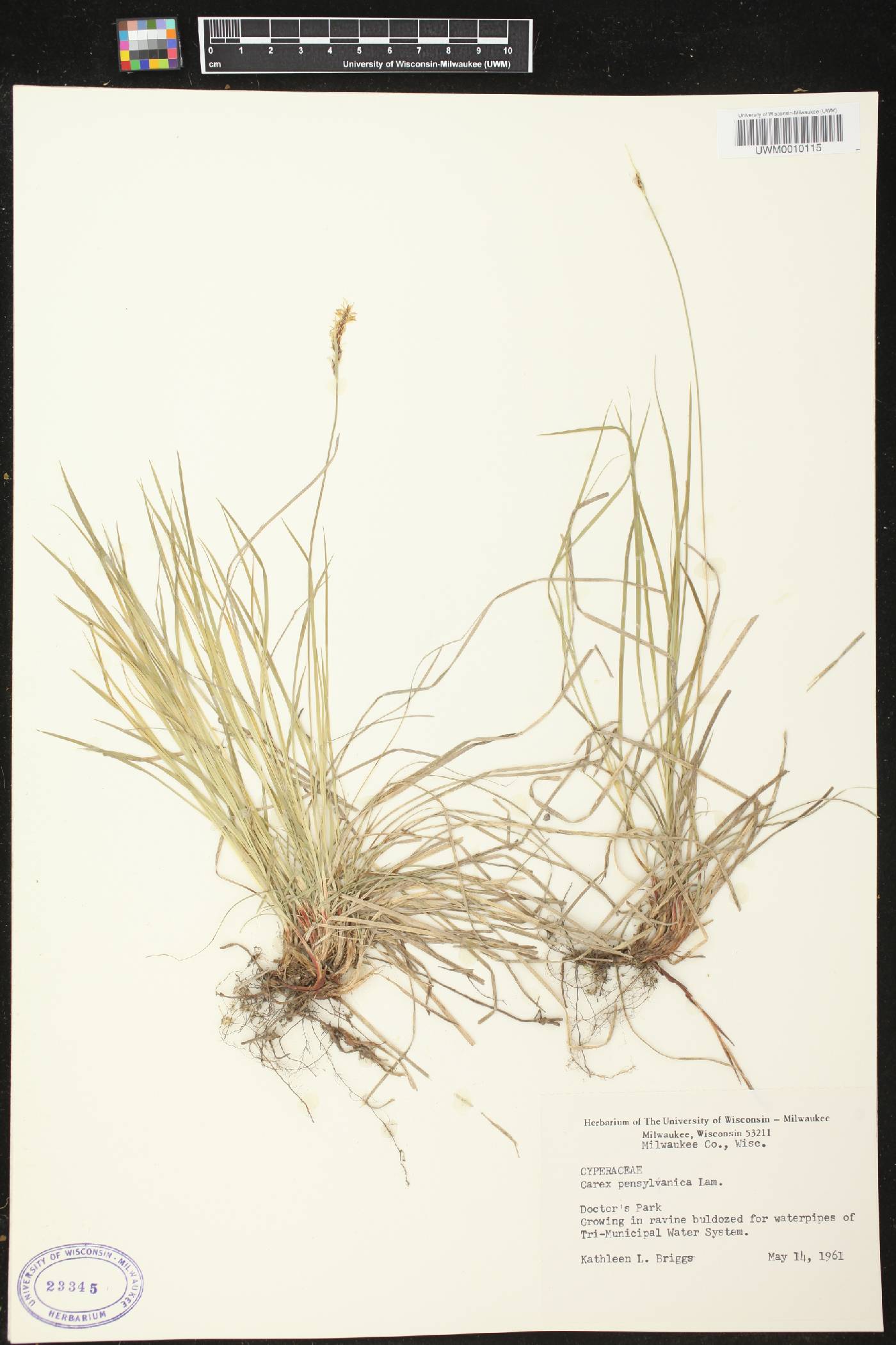 Carex pensylvanica image
