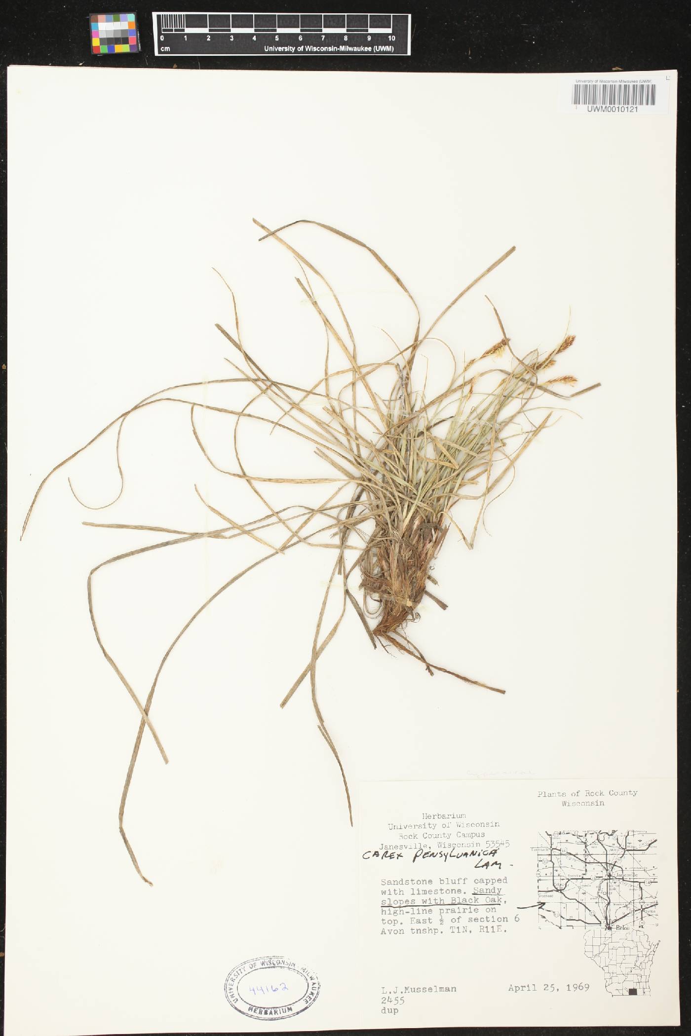 Carex pensylvanica image
