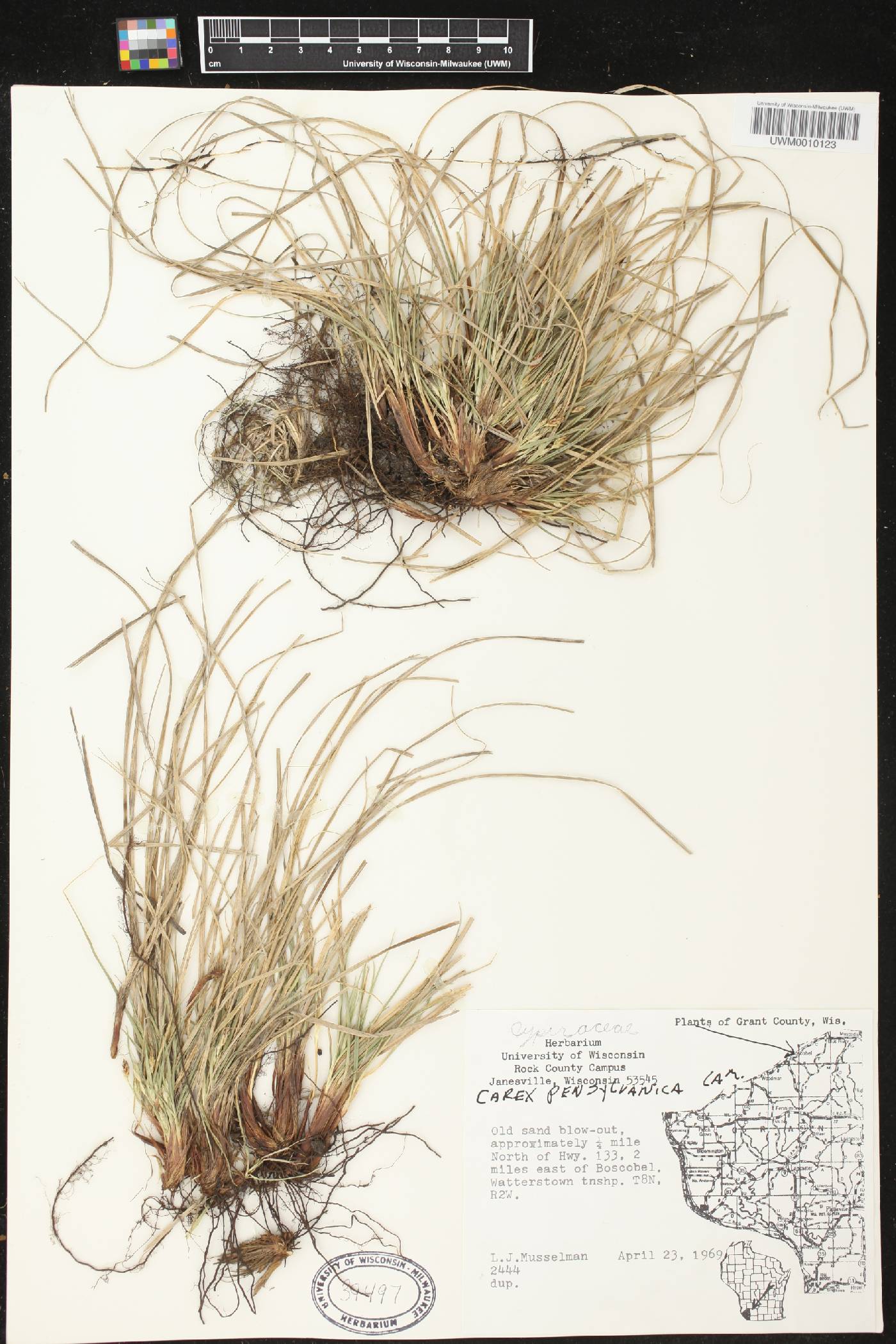 Carex pensylvanica image