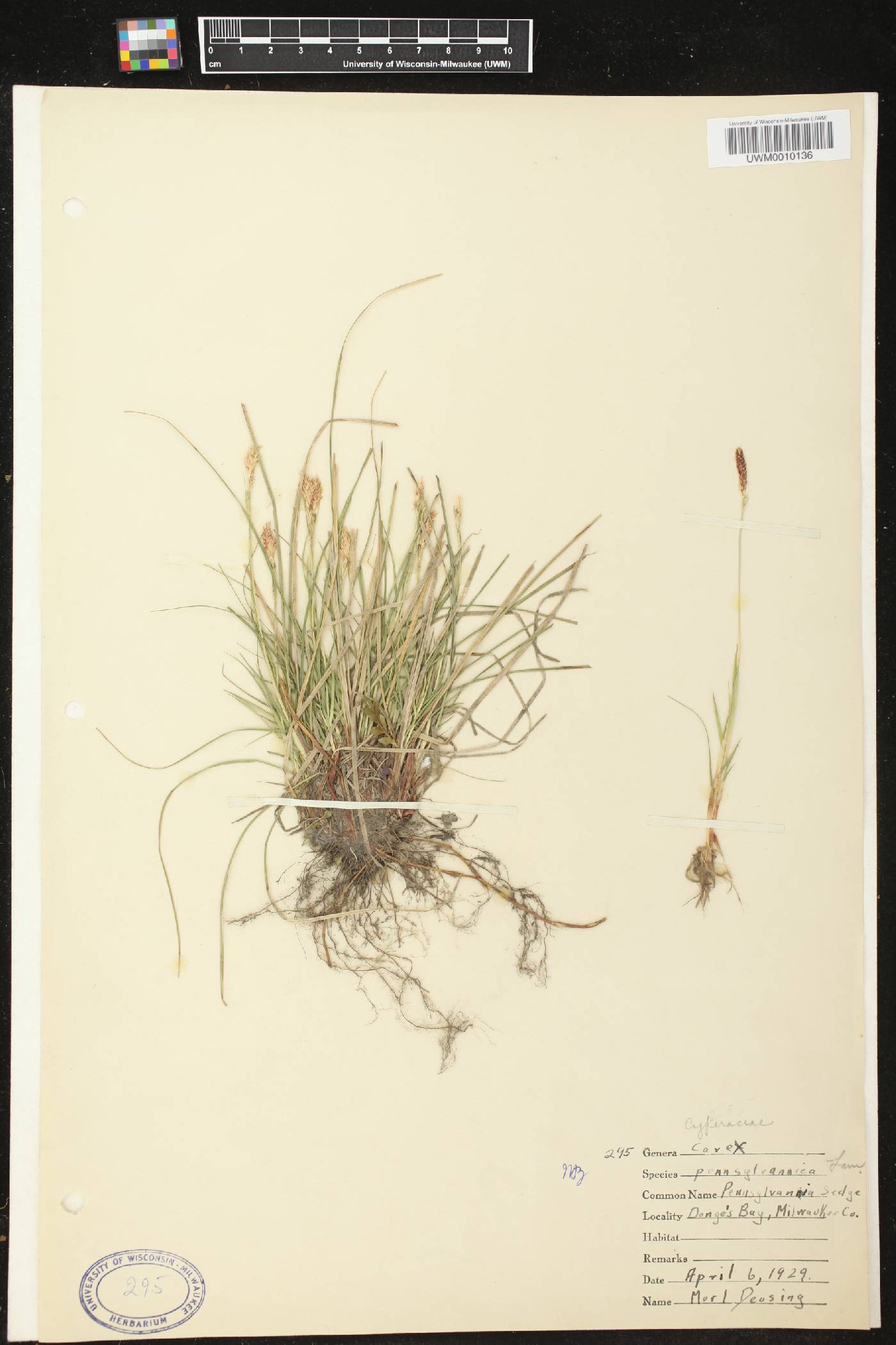 Carex pensylvanica image