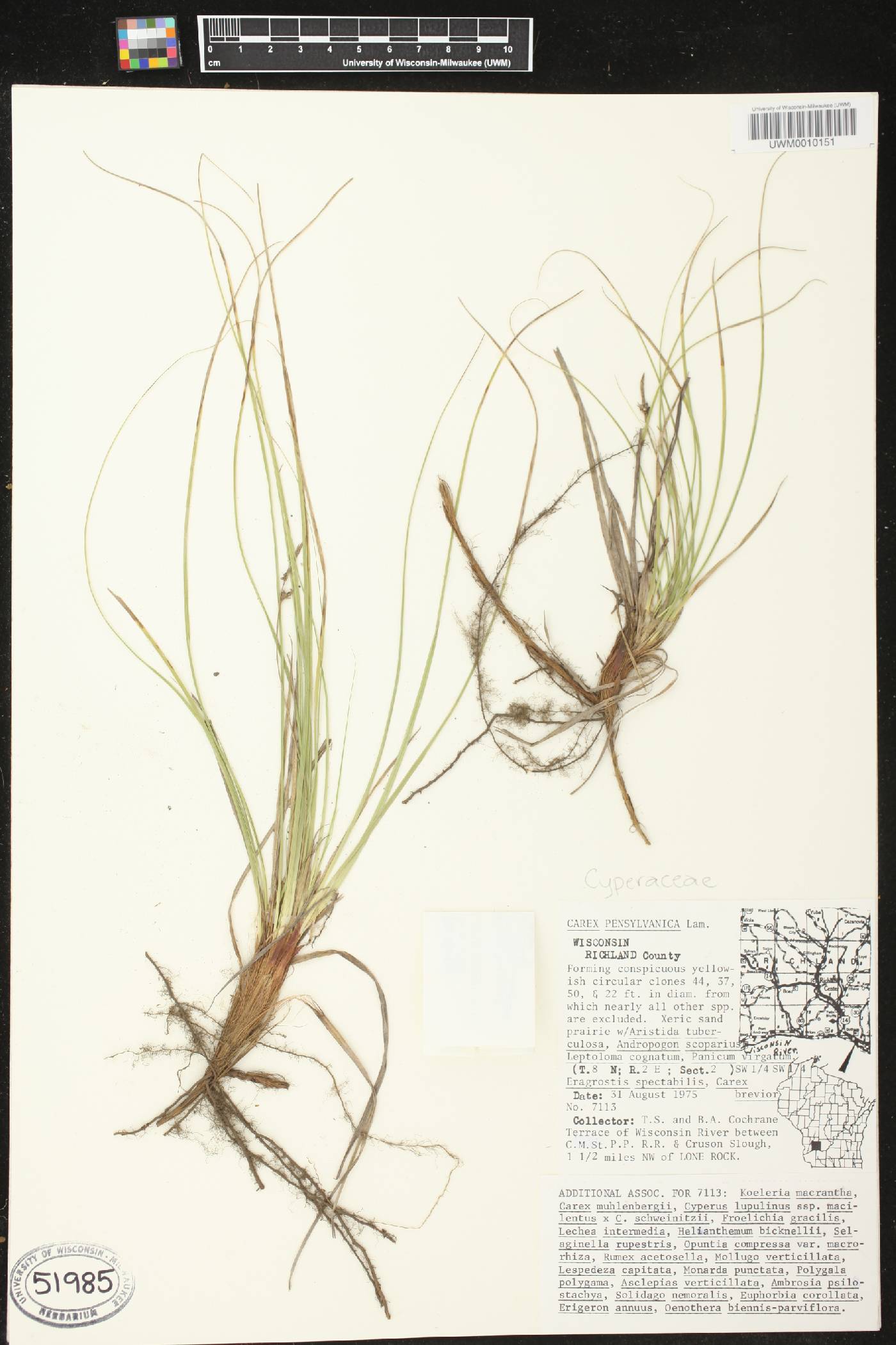 Carex pensylvanica image