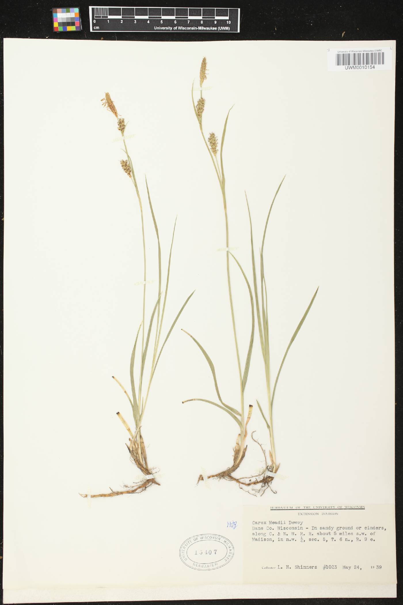 Carex meadii image