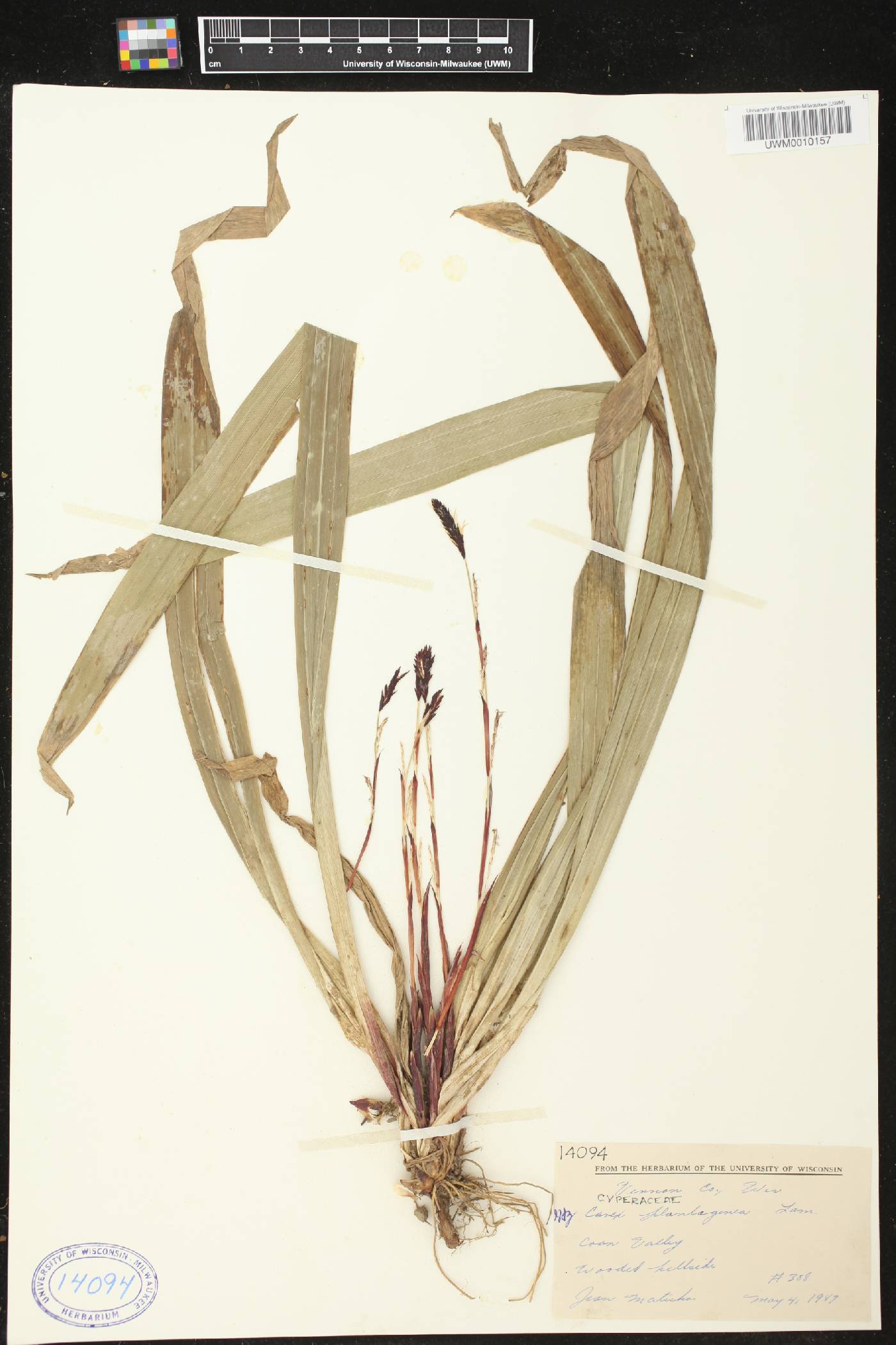 Carex plantaginea image