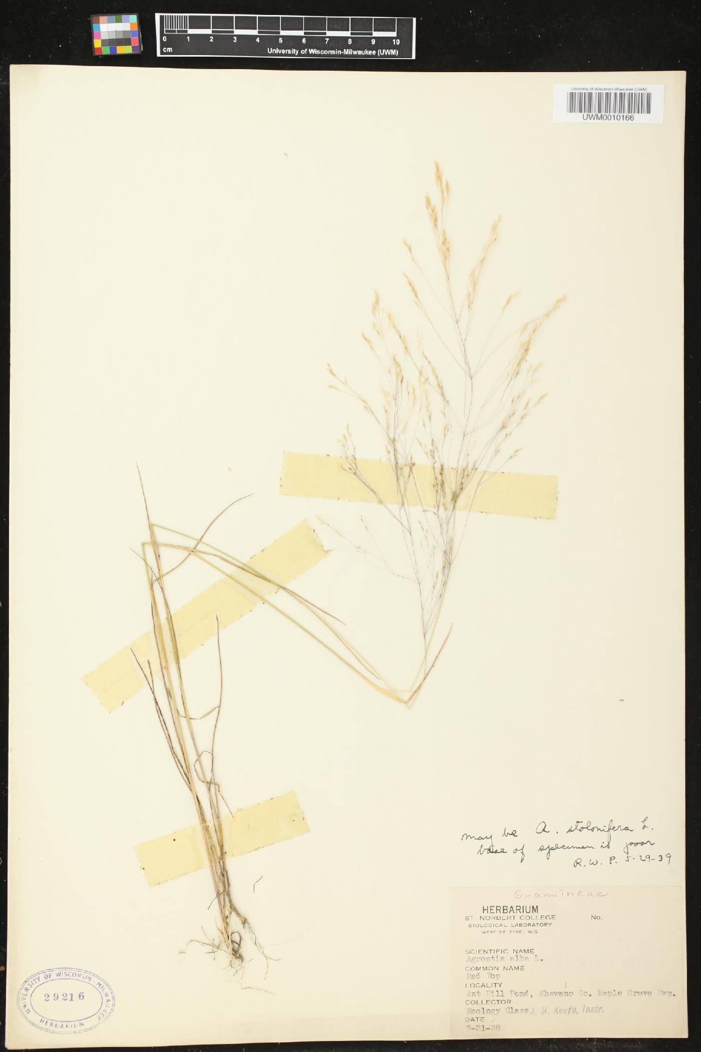 Agrostis stolonifera image