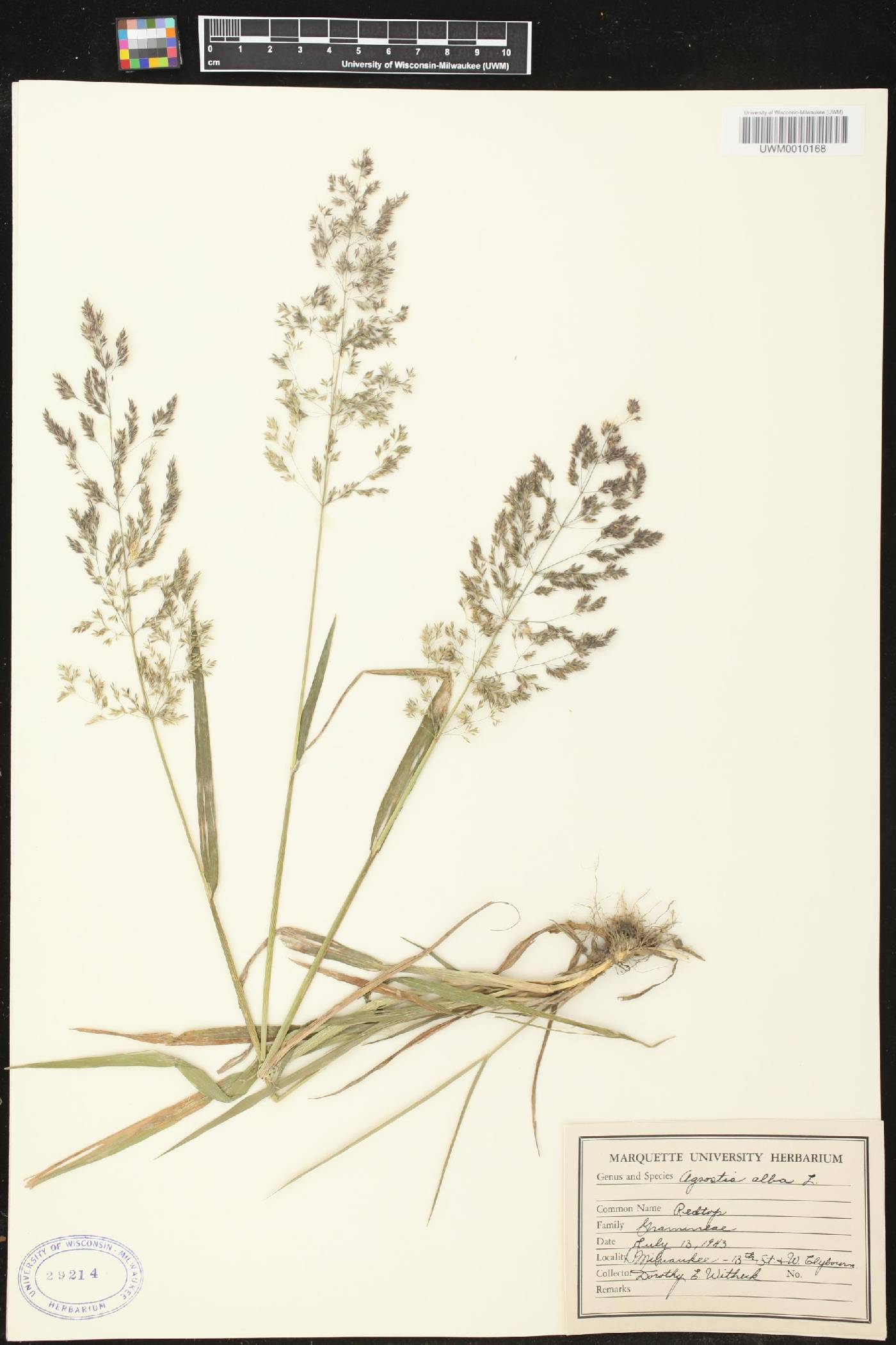 Agrostis gigantea image