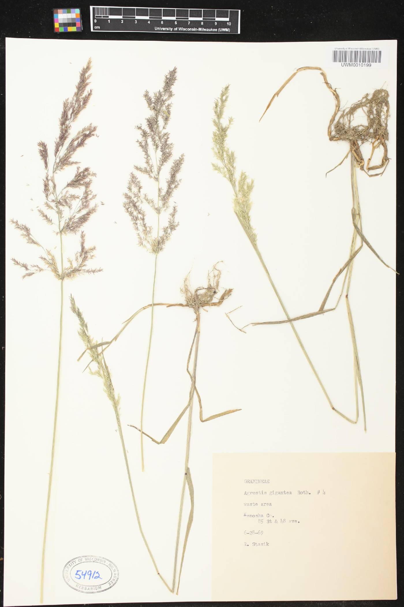 Agrostis gigantea image