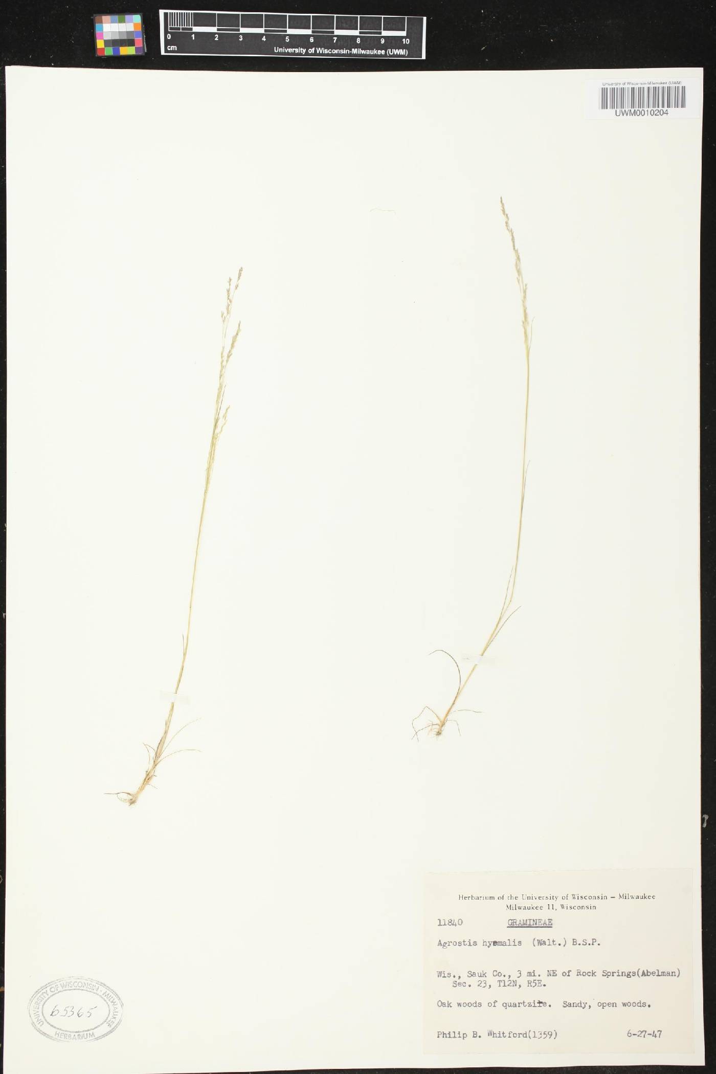 Agrostis hyemalis image
