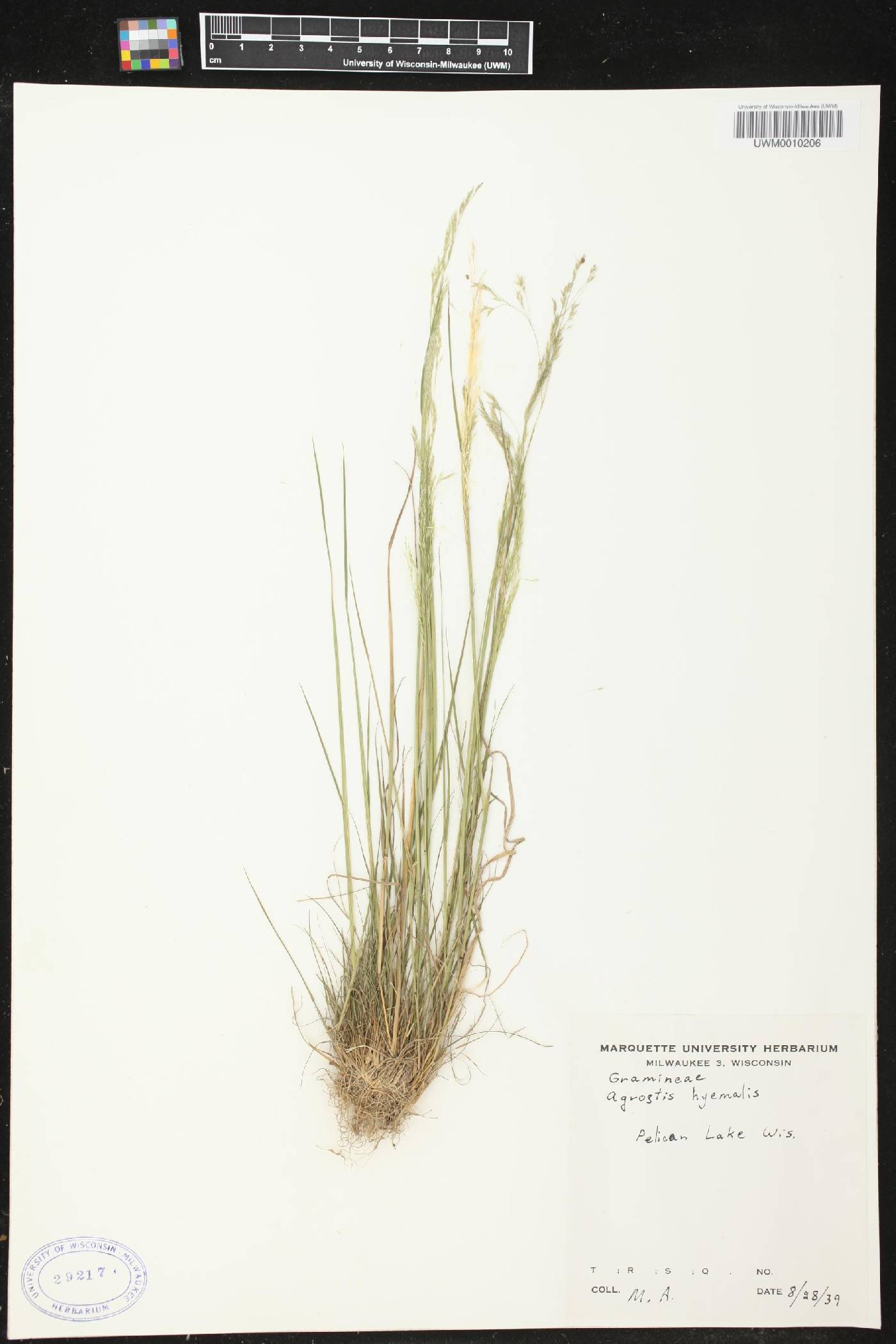 Agrostis hyemalis image