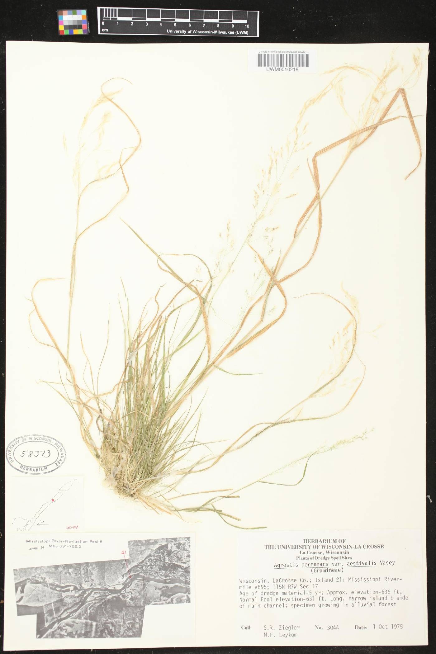 Agrostis perennans image
