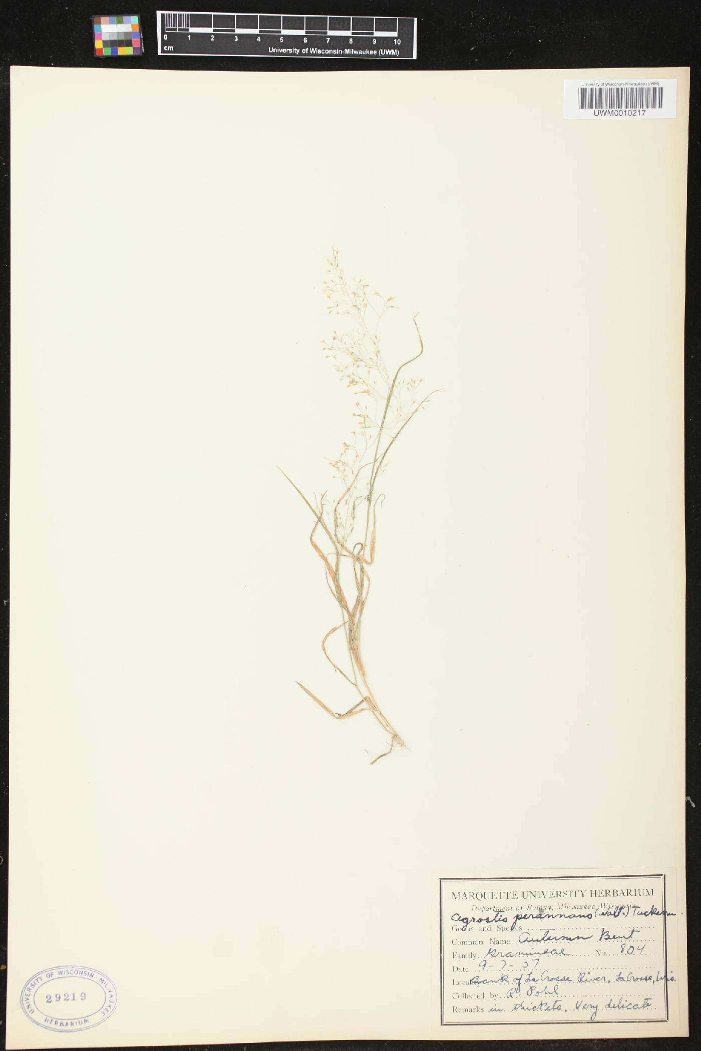 Agrostis perennans image