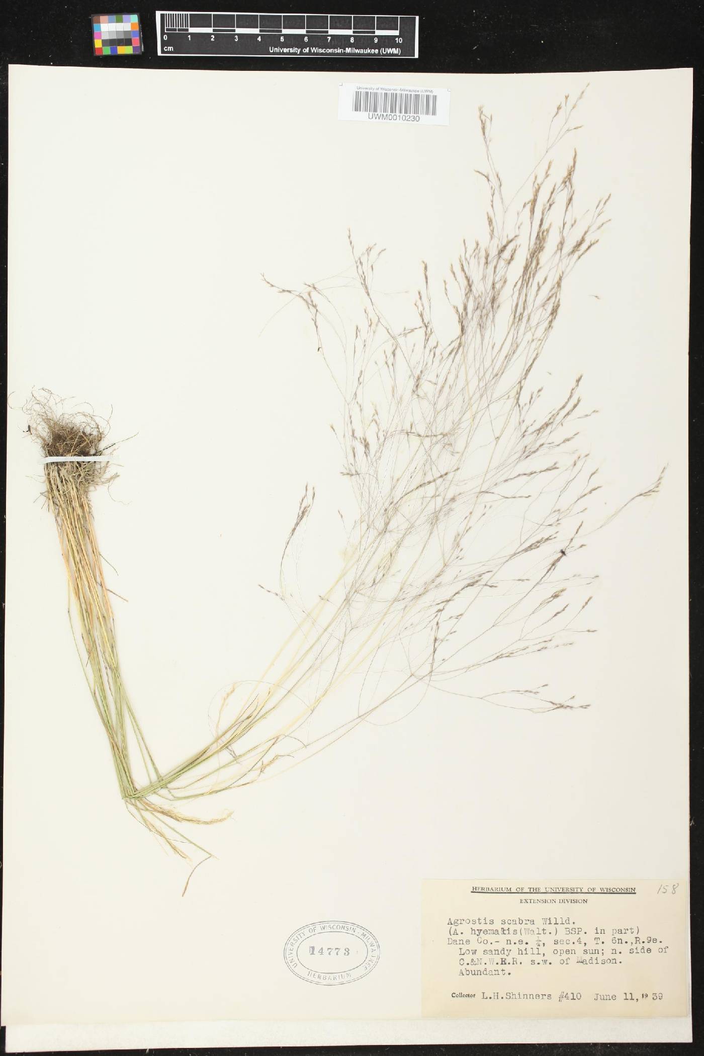 Agrostis scabra image