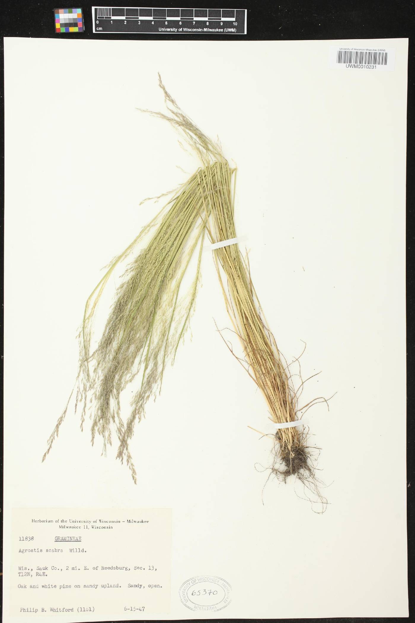 Agrostis scabra image
